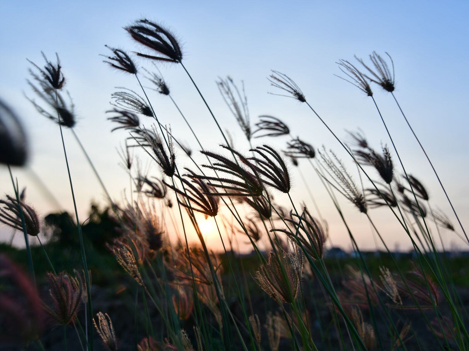 Nikon D500 sample photo. Evening, grass, flowers photography