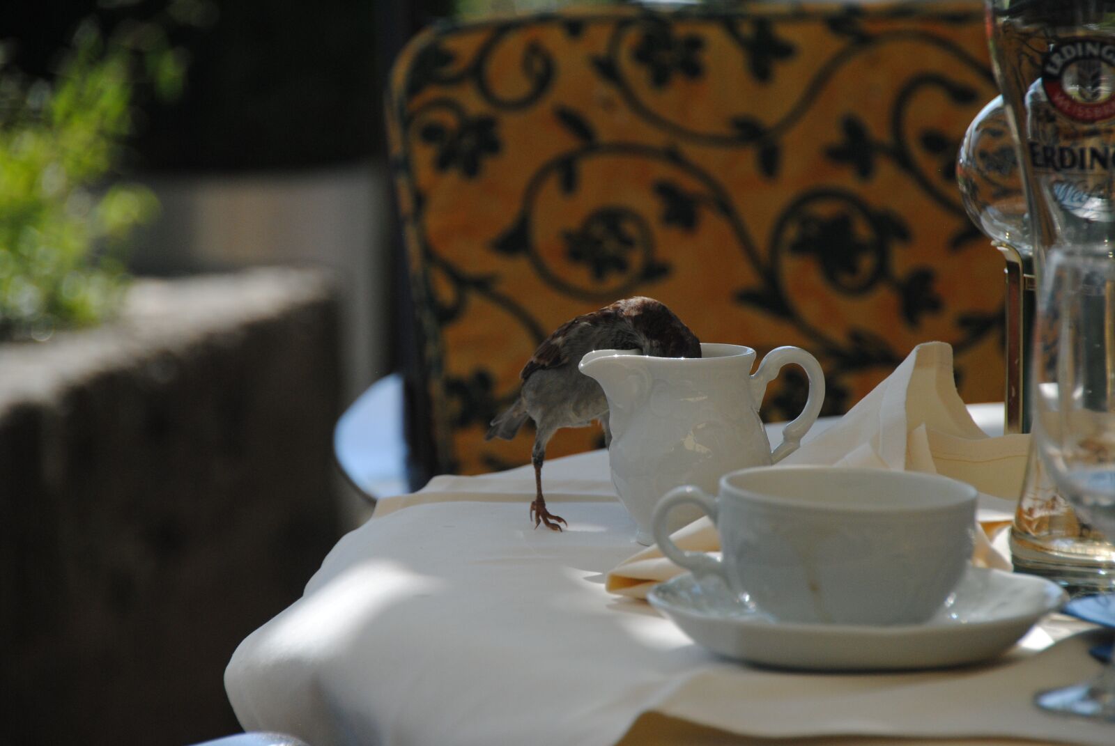 Nikon D3000 sample photo. Bird, the cheeky sparrow photography