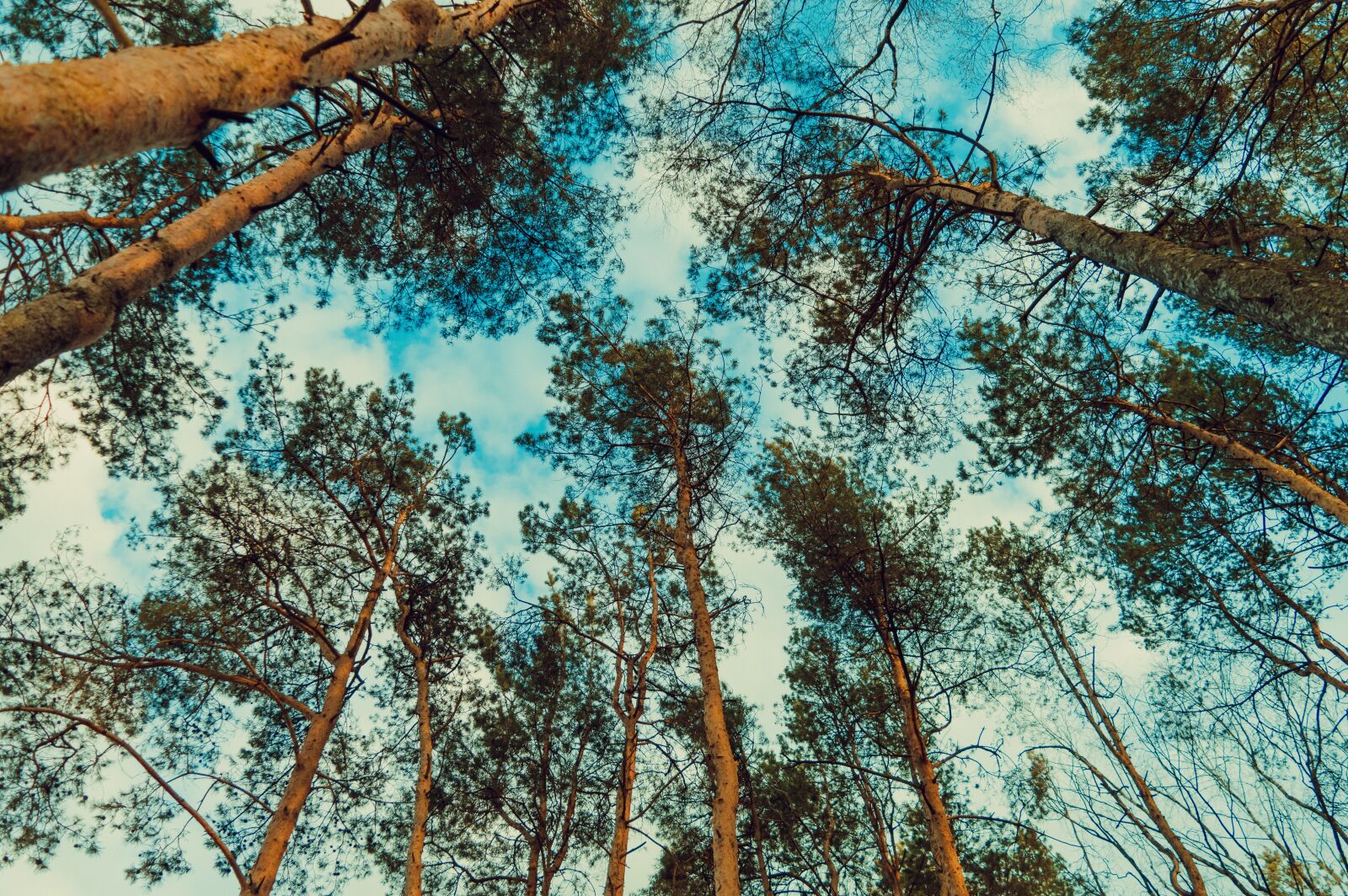Nikon D3200 sample photo. Sky, forest, nature photography