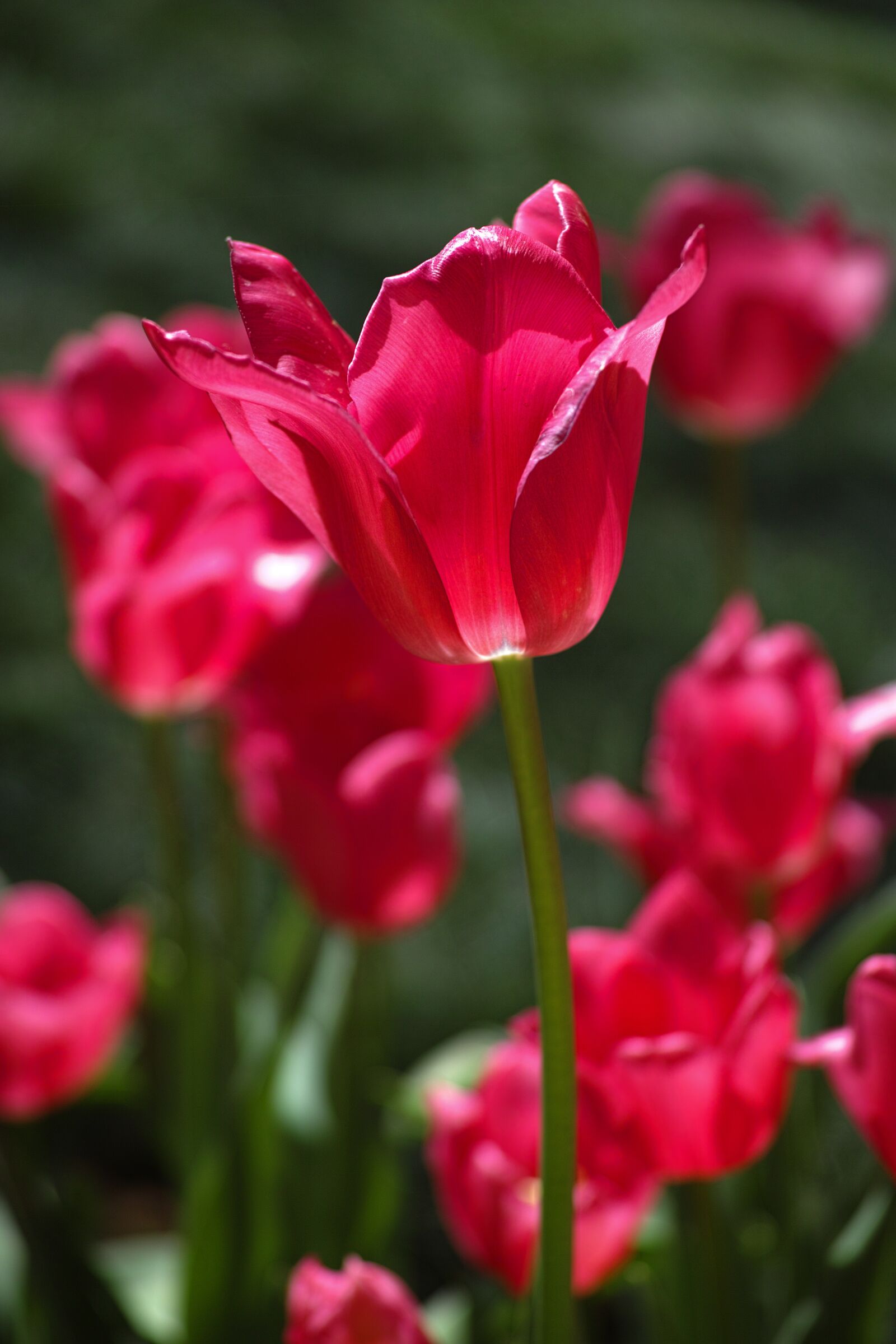 Sigma DP3 Merrill sample photo. Red, flower, tulips photography
