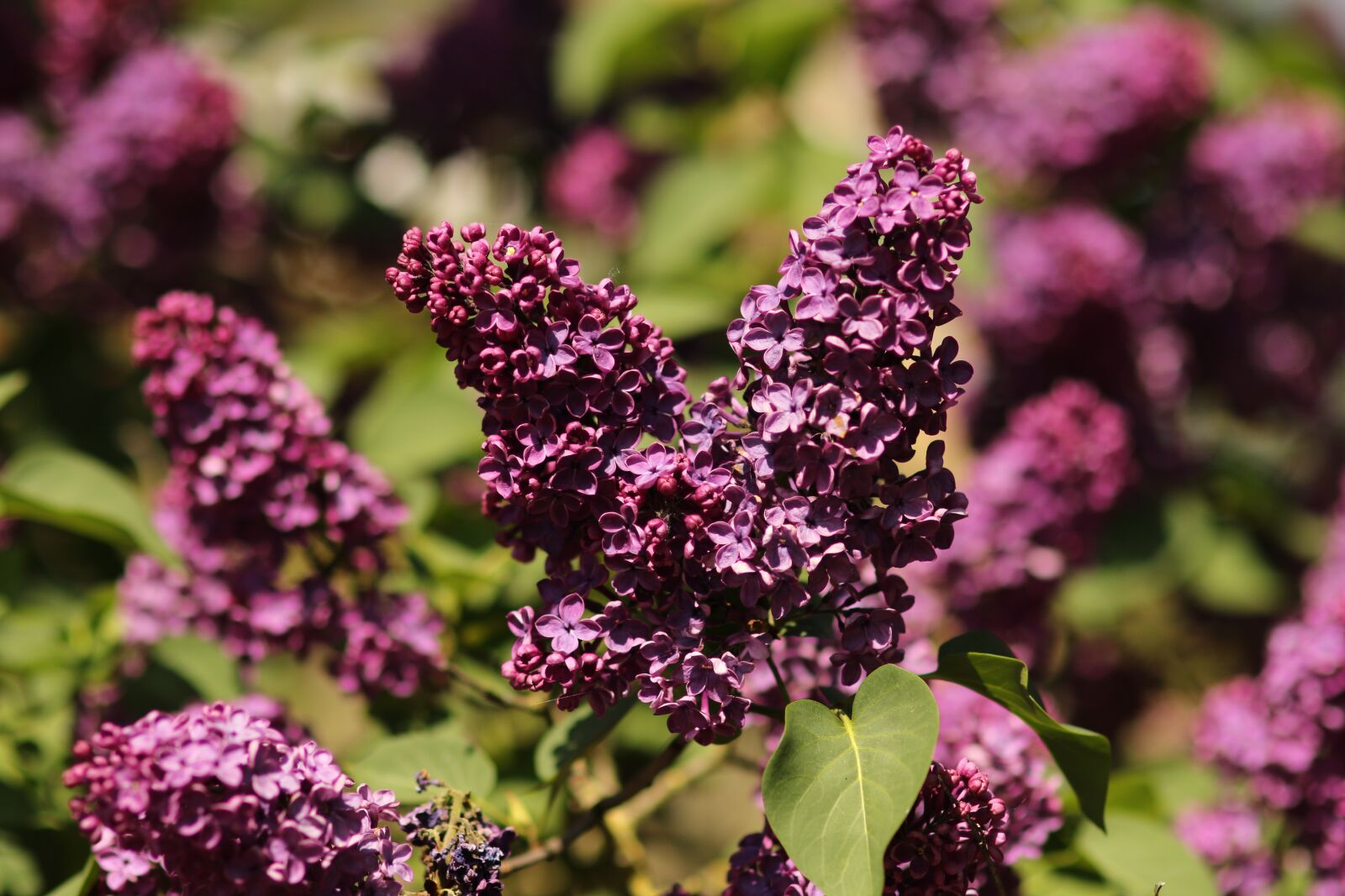 Canon EOS 7D Mark II sample photo. Flowers, lilac, spring photography