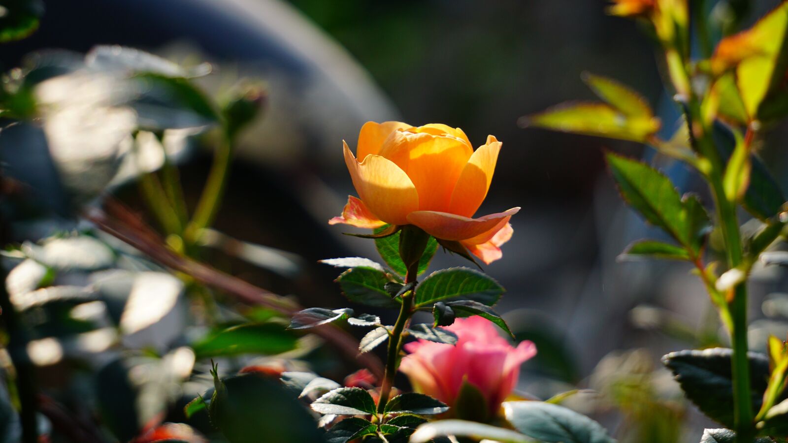 Sony E 55-210mm F4.5-6.3 OSS sample photo. Roses, flower, nice photography