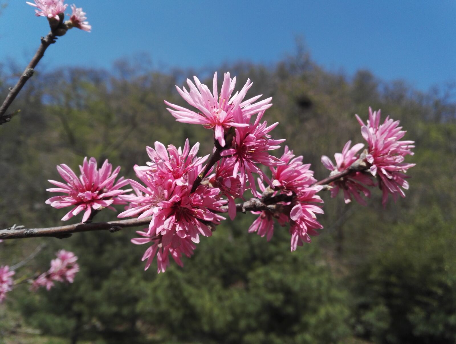 HUAWEI Honor 7 sample photo. Blooming flowers, spring, peach photography