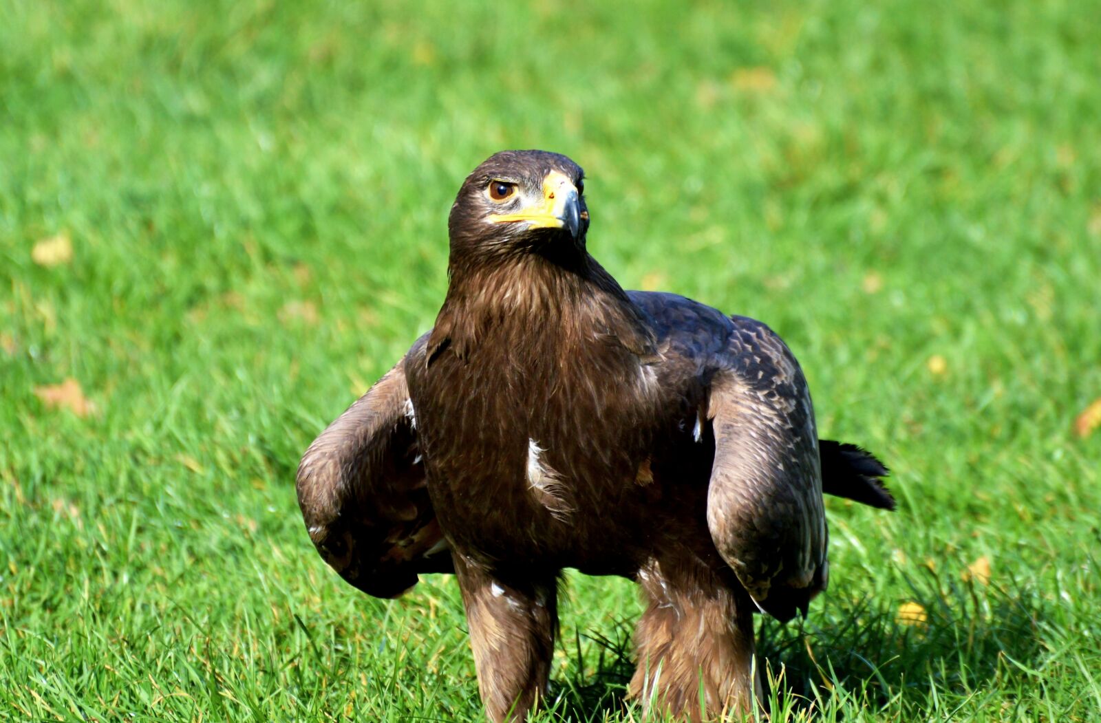 Nikon D3200 sample photo. Adler, bird of prey photography