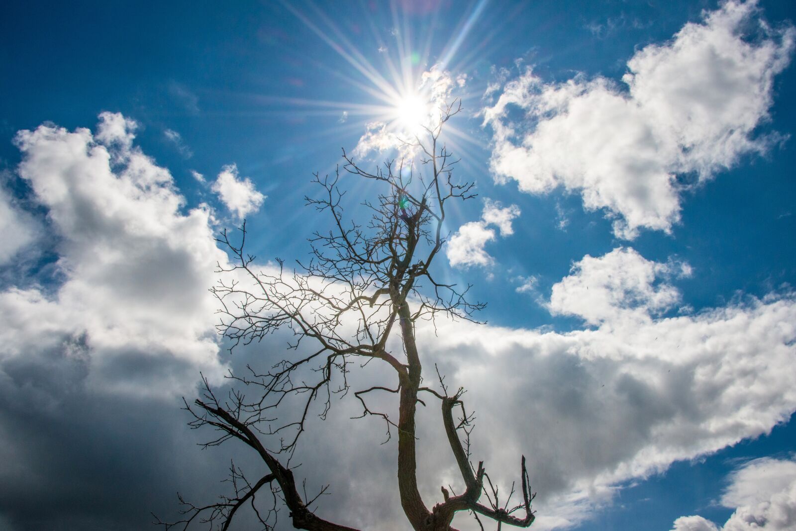 Nikon D800 sample photo. Niagara falls, nature, tree photography