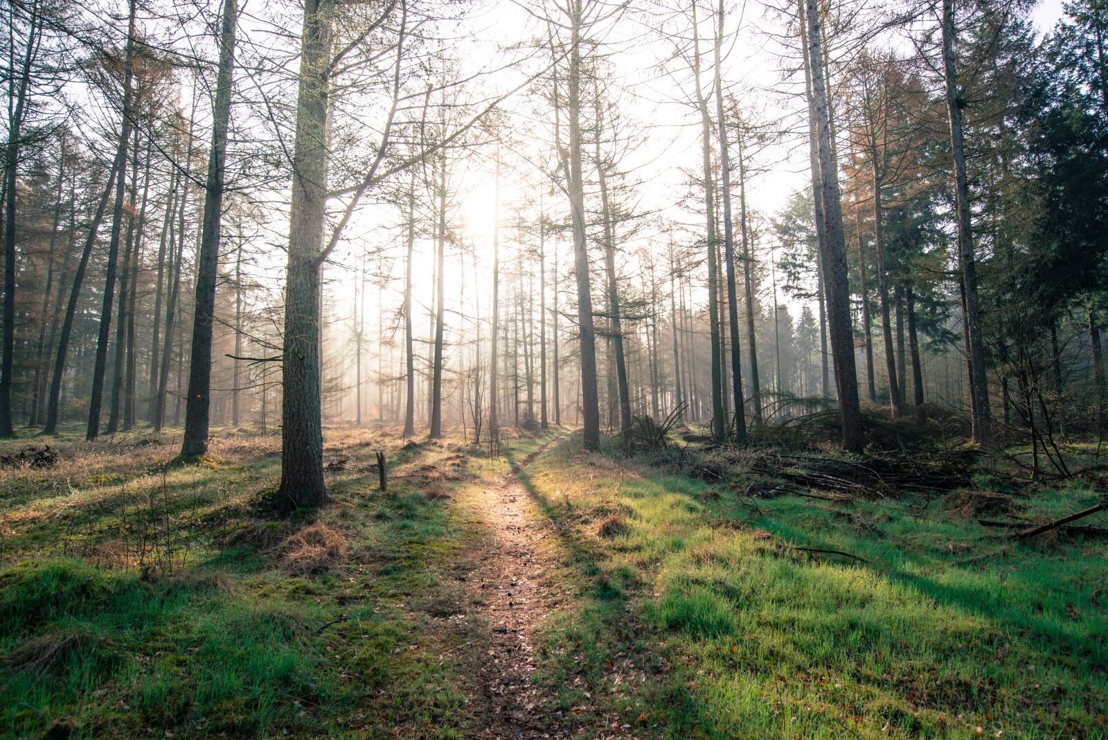 Nikon D610 sample photo. Forest, sun, shadow photography