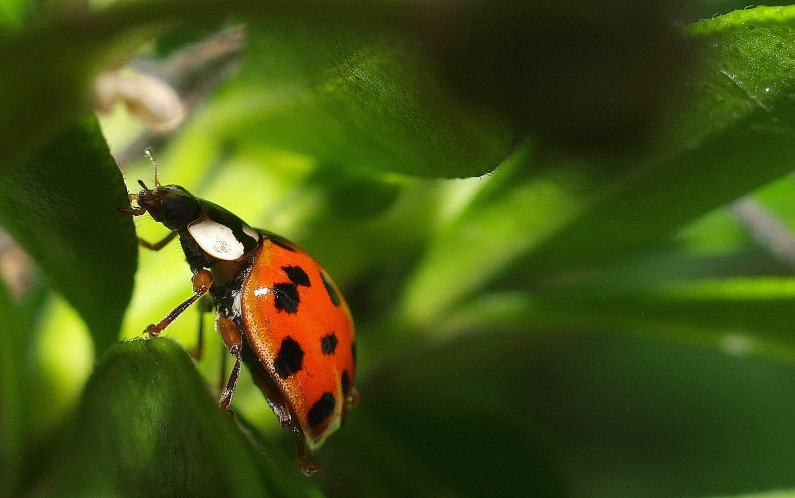 Olympus E-520 (EVOLT E-520) sample photo. Ladybird, insect, bug photography