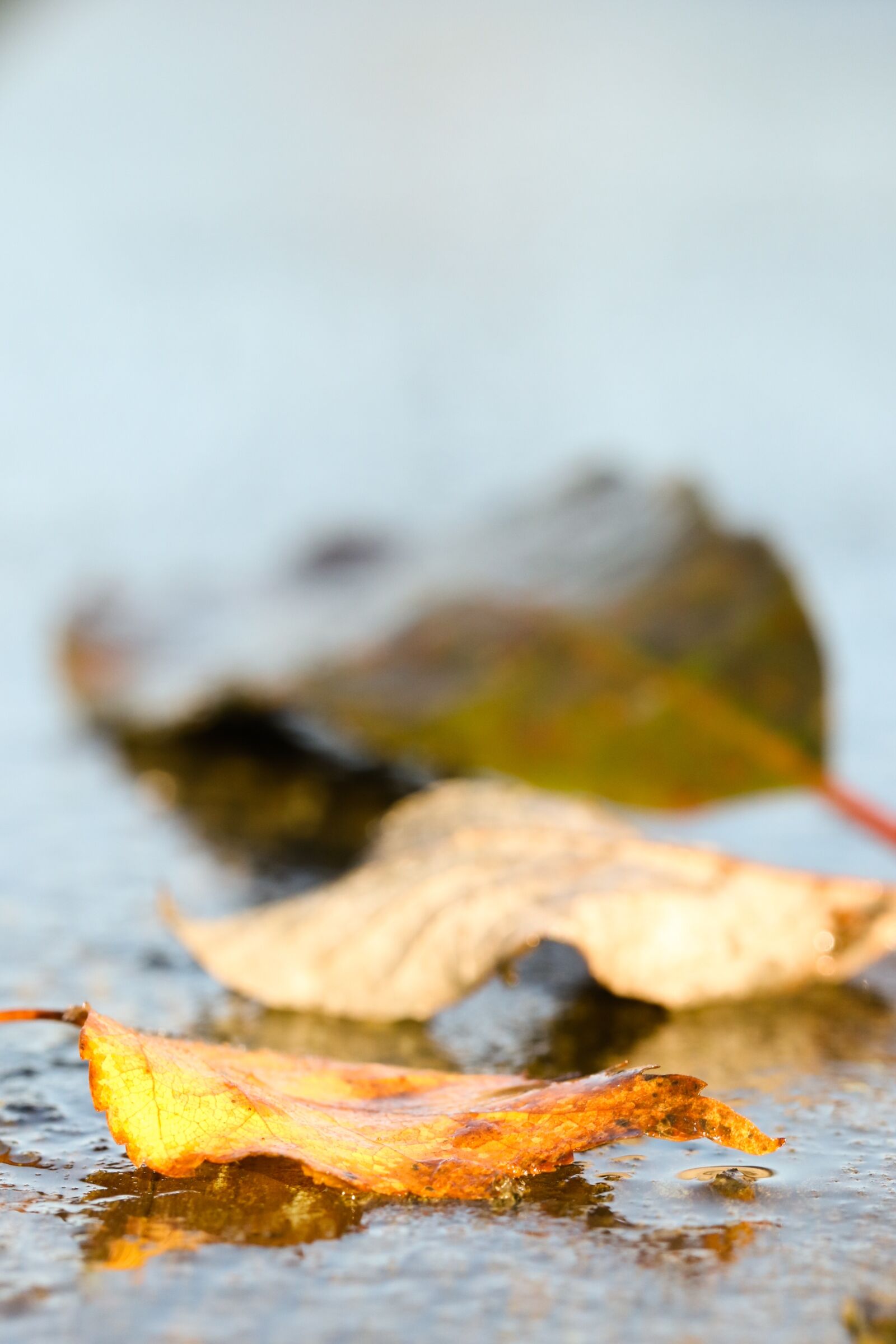 Canon EOS 7D Mark II sample photo. Leaf, autumn leaves, autumn photography
