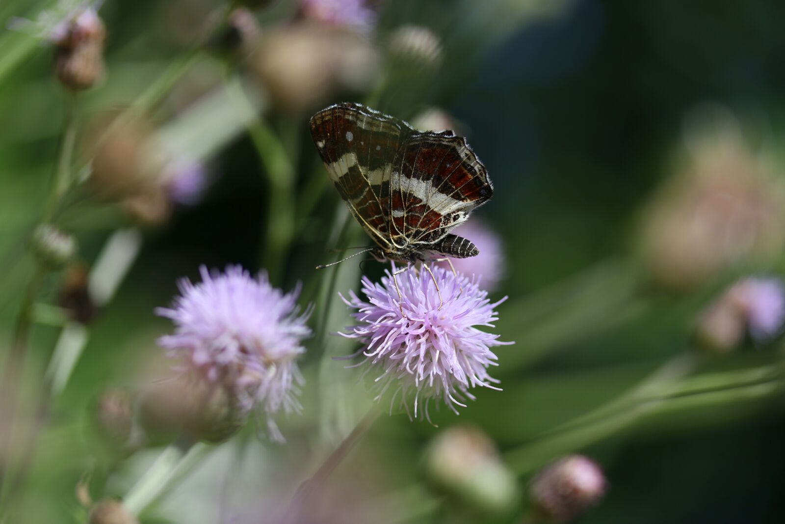 Canon EF-S 60mm F2.8 Macro USM sample photo. Butterfly, black, flower photography
