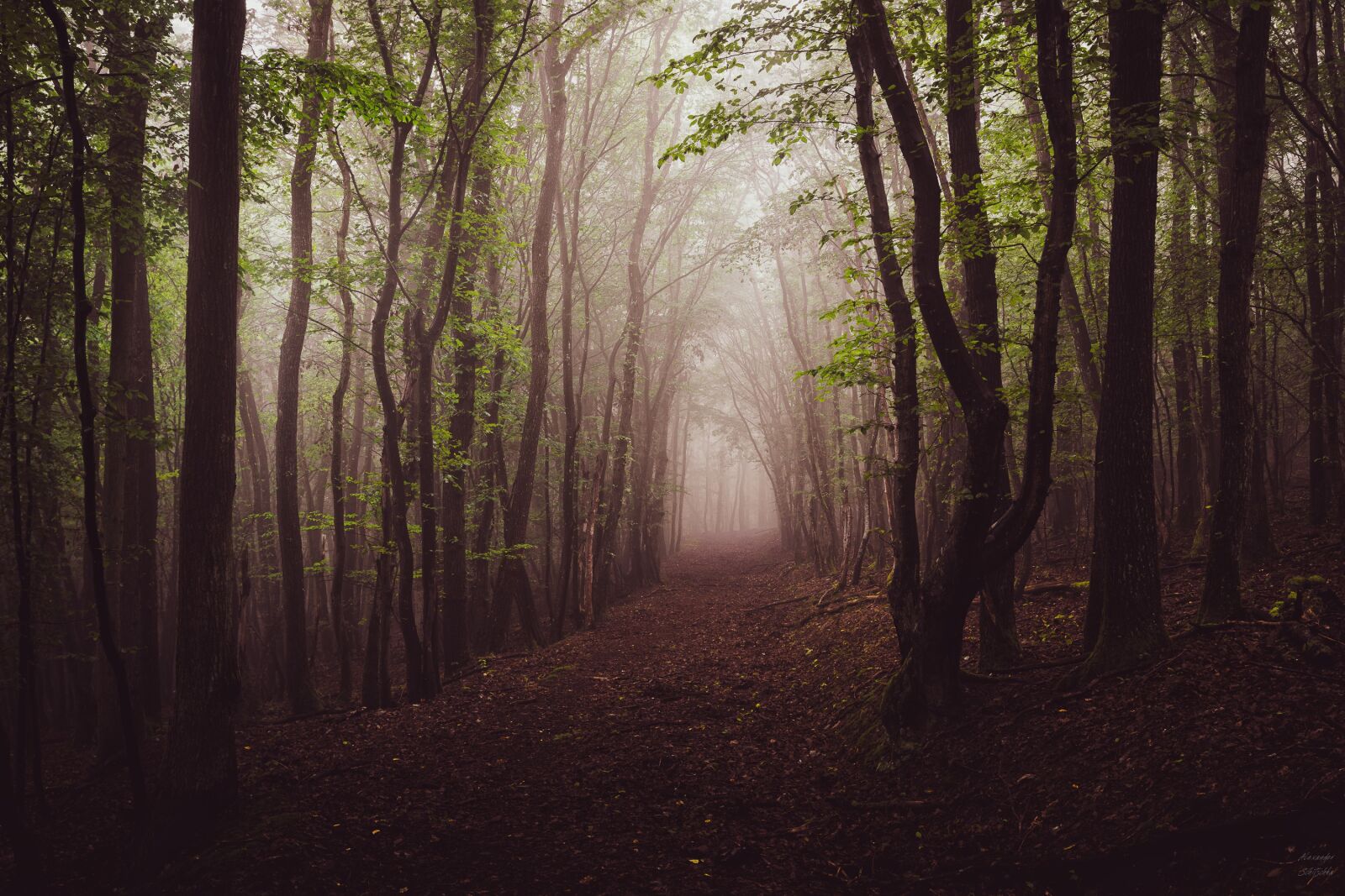 Sony a7R II + Sony DT 50mm F1.8 SAM sample photo. Forest, fog, trees photography
