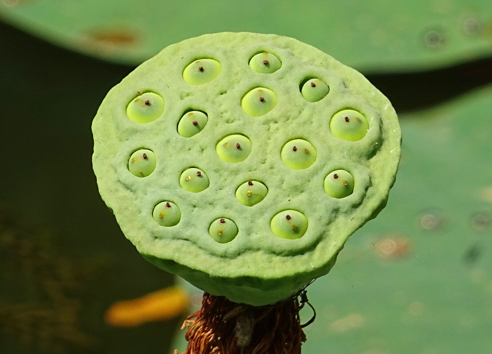 Sony DSC-HX60V sample photo. Seed pod, lotus, flower photography