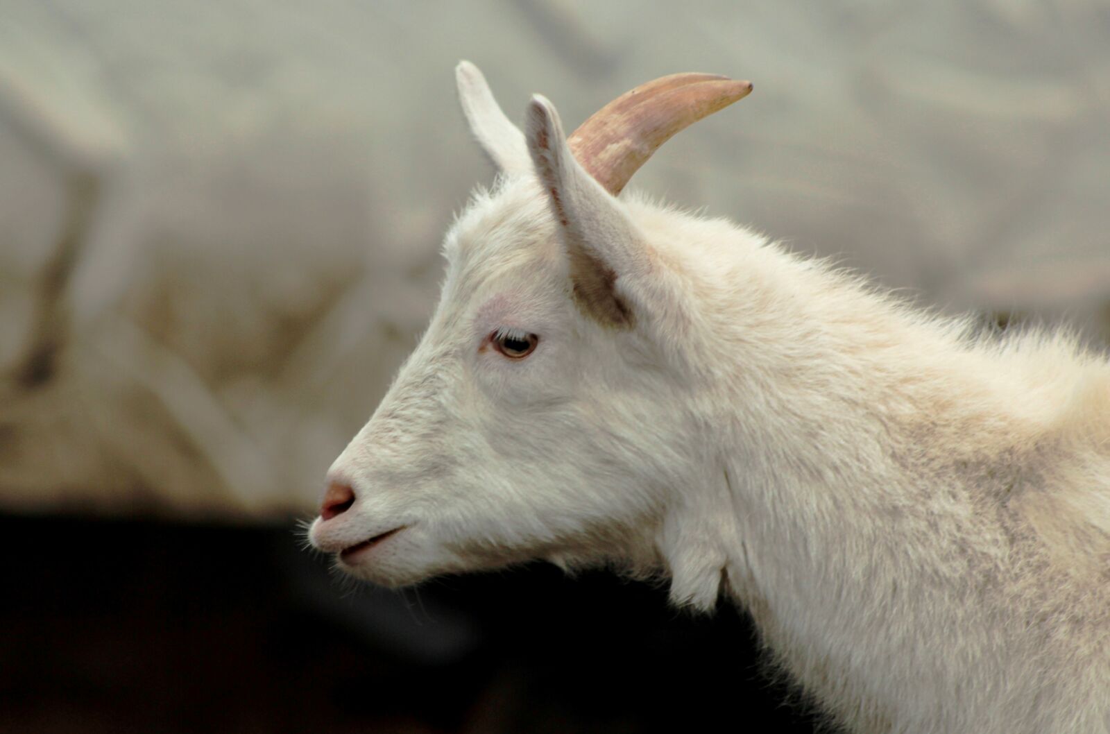 Canon EOS 600D (Rebel EOS T3i / EOS Kiss X5) sample photo. Goat, sik, horns photography
