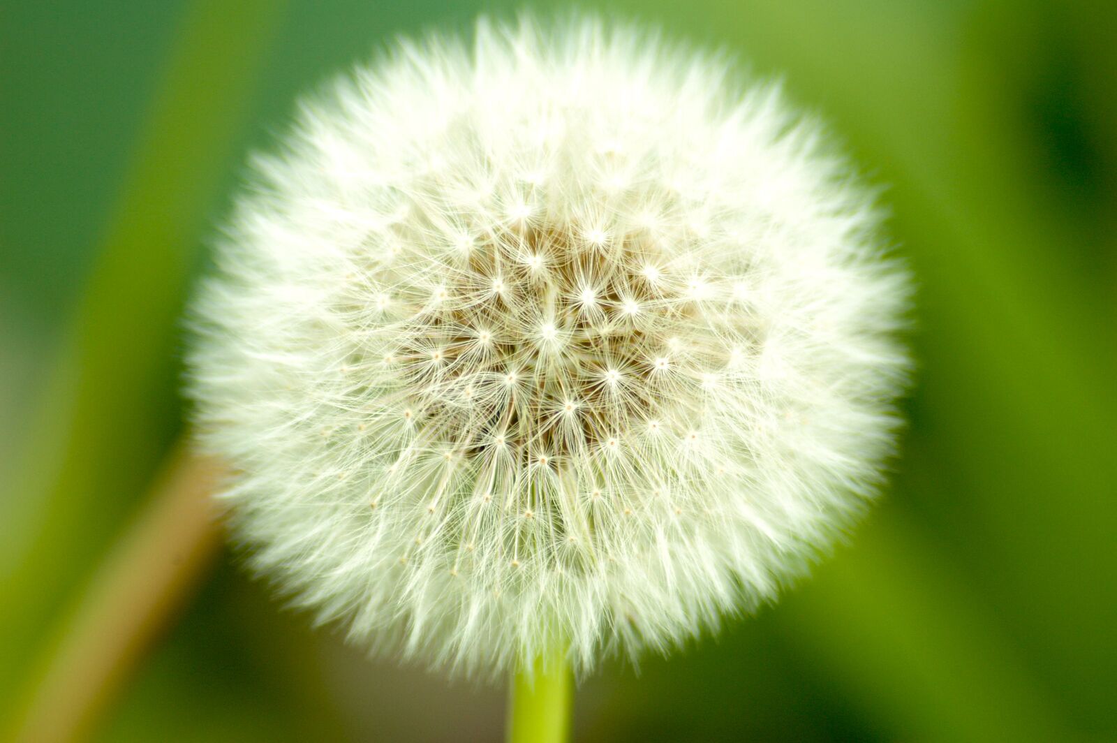 Nikon D70 sample photo. Dandelion, weeds, nature photography