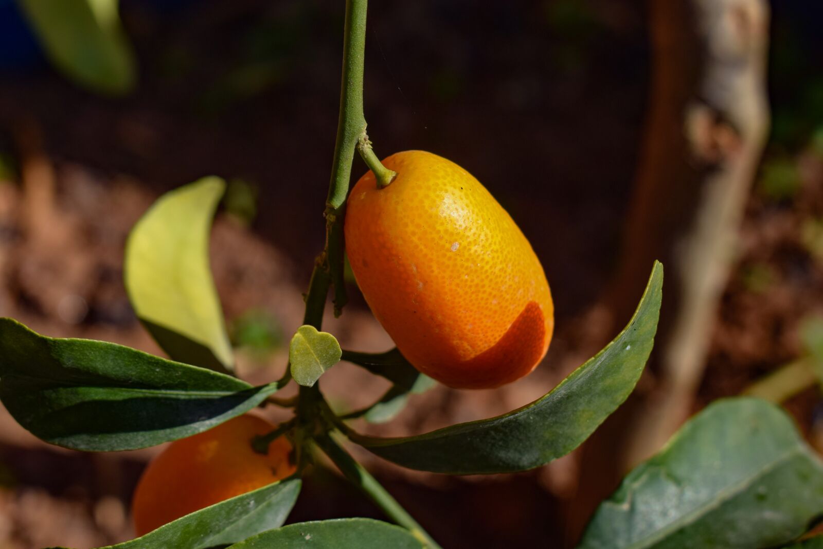 Nikon D3300 sample photo. Kumquat, leaf, fruit photography