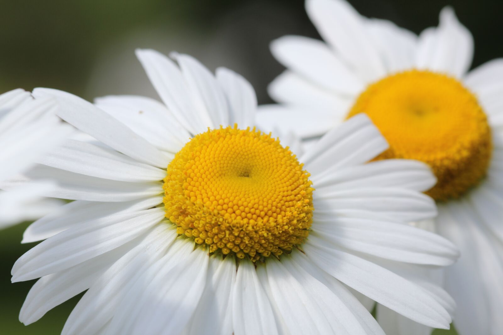 Canon EOS 550D (EOS Rebel T2i / EOS Kiss X4) sample photo. Daisy, wildflower, summer photography