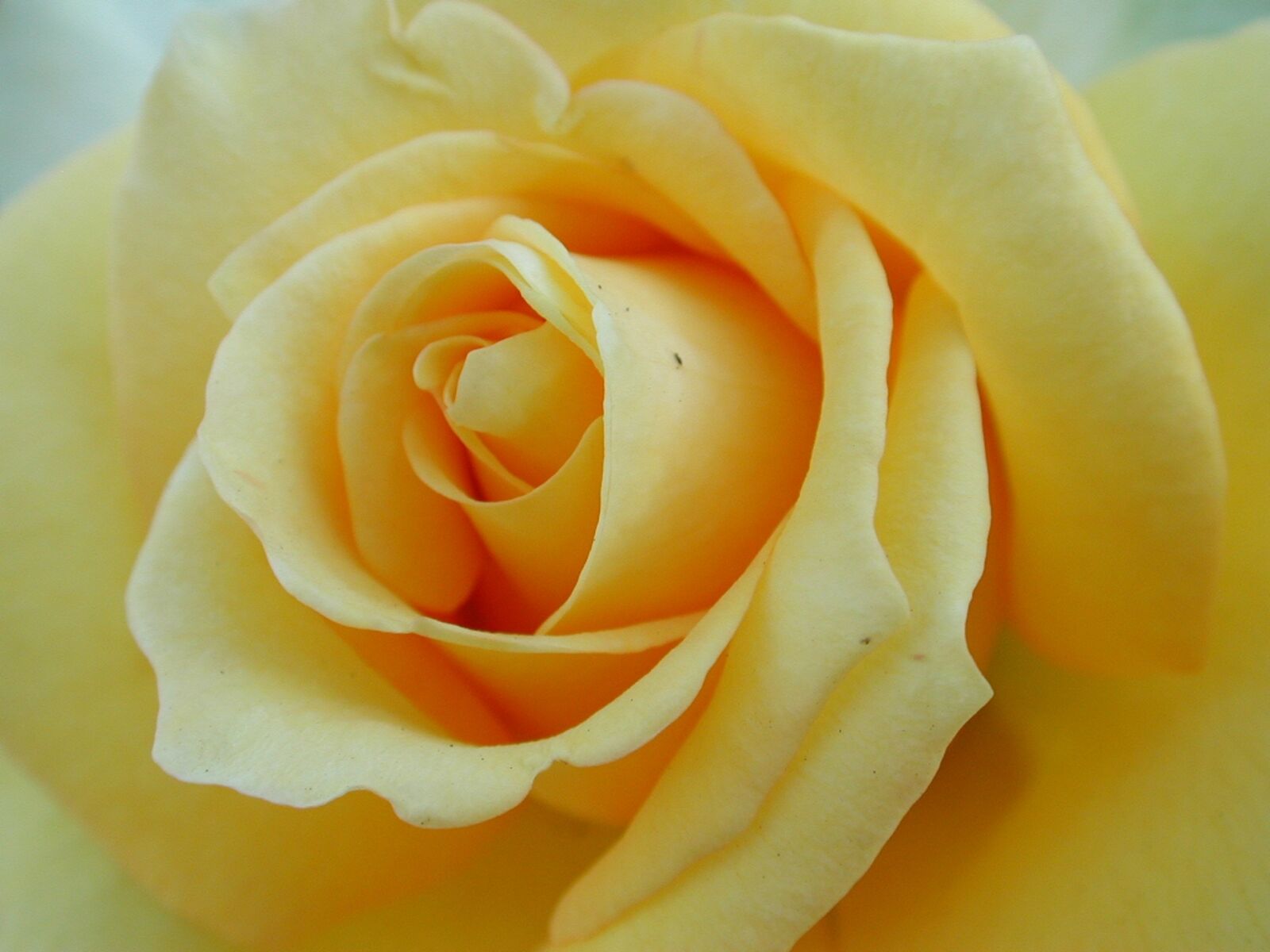 Nikon E990 sample photo. Flower, petal, rose photography