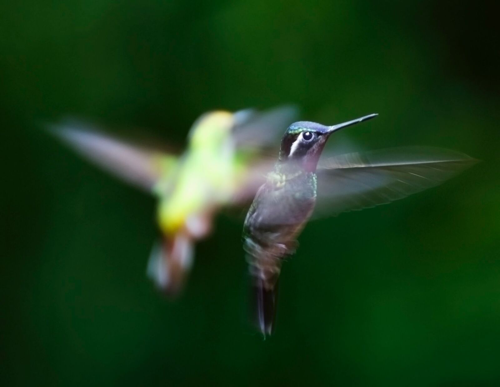 Nikon D3S sample photo. Hummingbird, bird, trochilidae photography