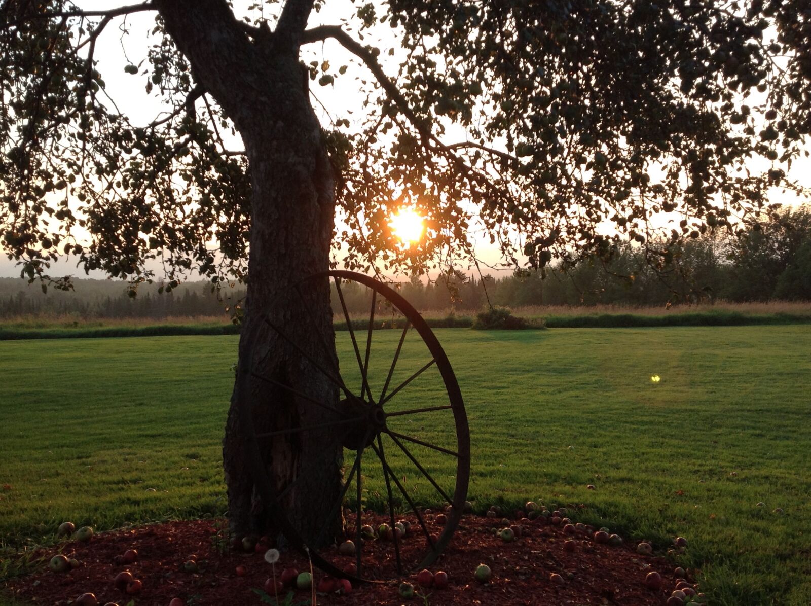 Apple iPad sample photo. Back, yard photography