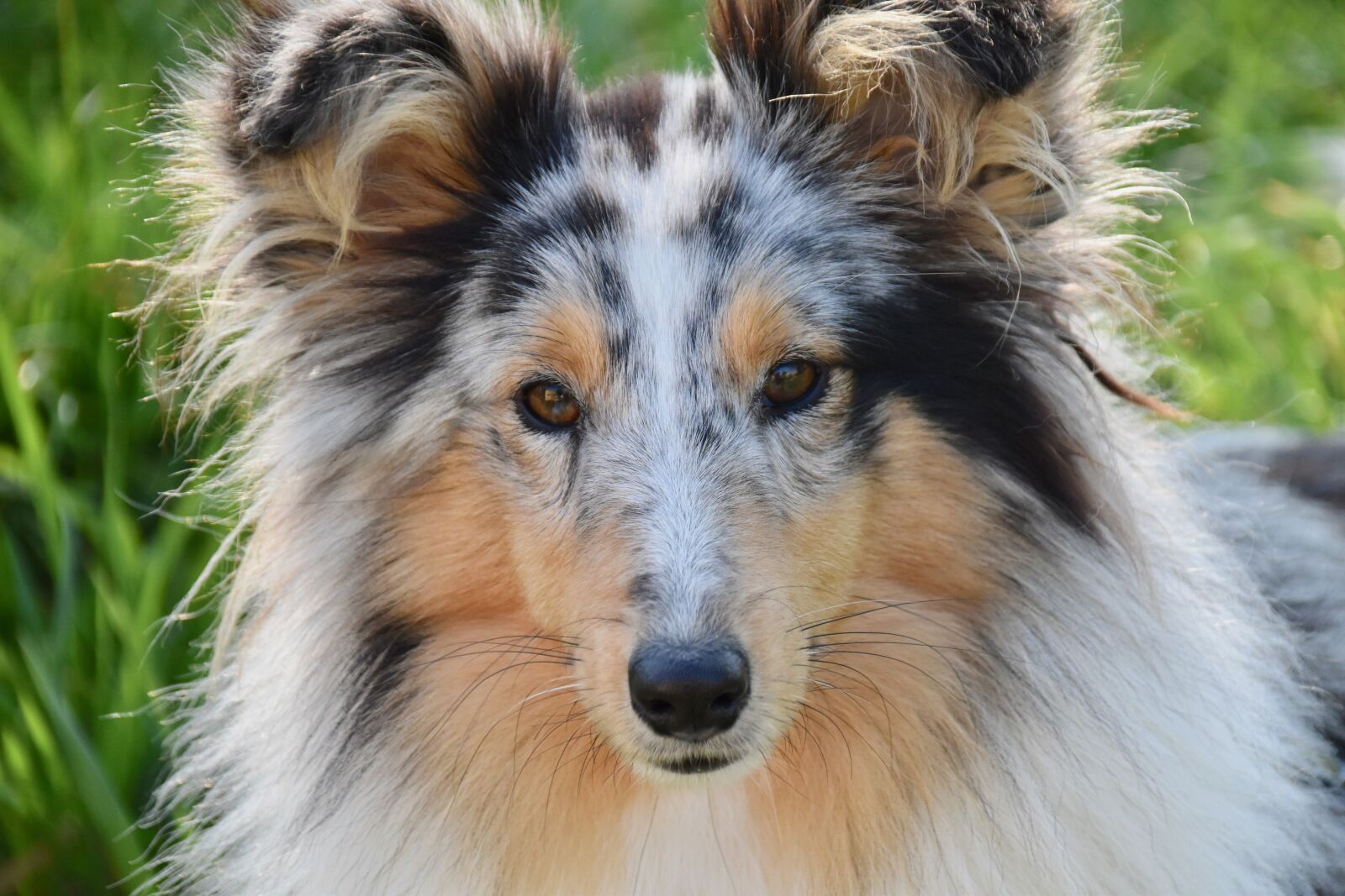 Nikon D5600 sample photo. Dog, bitch, shetland sheepdog photography