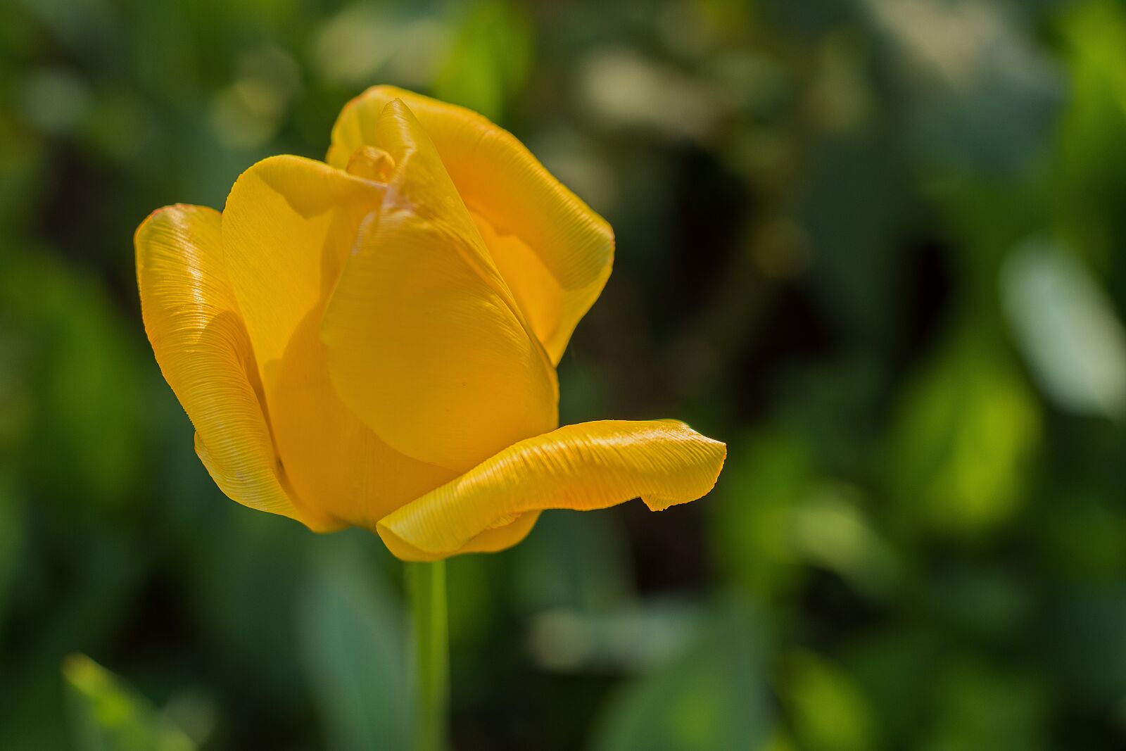 Nikon D7200 sample photo. Flower, sunrise, nature photography