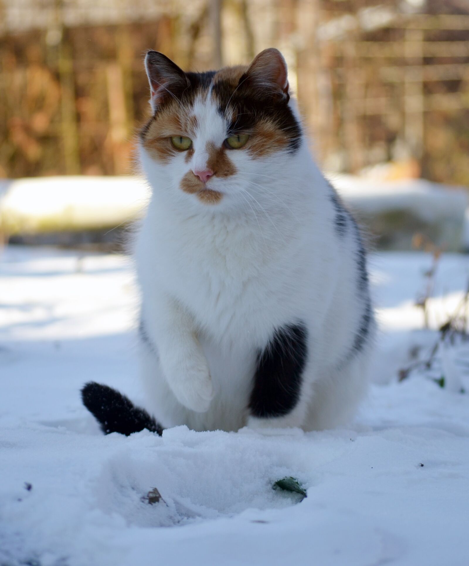 Nikon D3100 sample photo. Cat, snow, winter photography