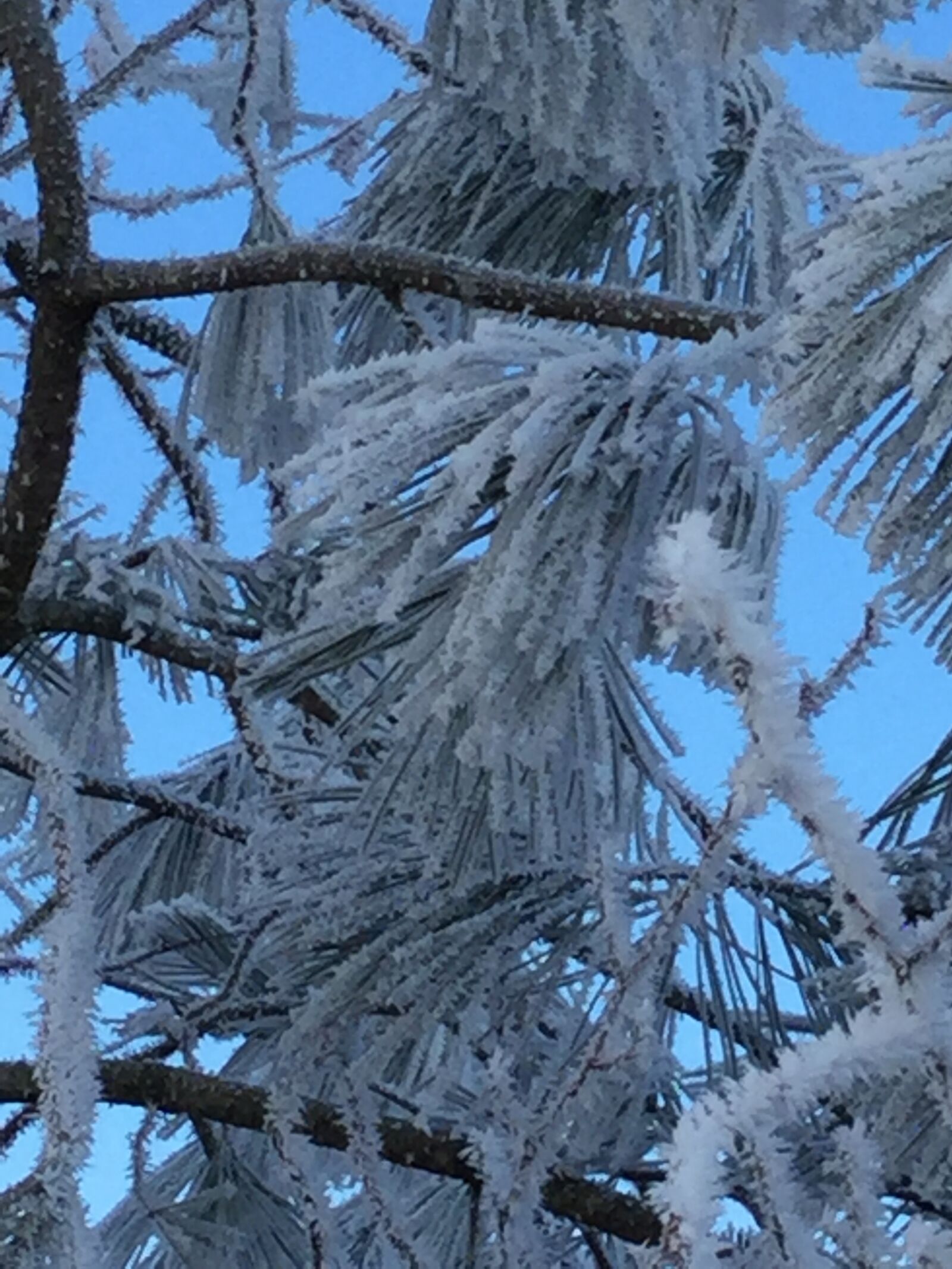 Apple iPad Air 2 sample photo. Snowy, branches photography