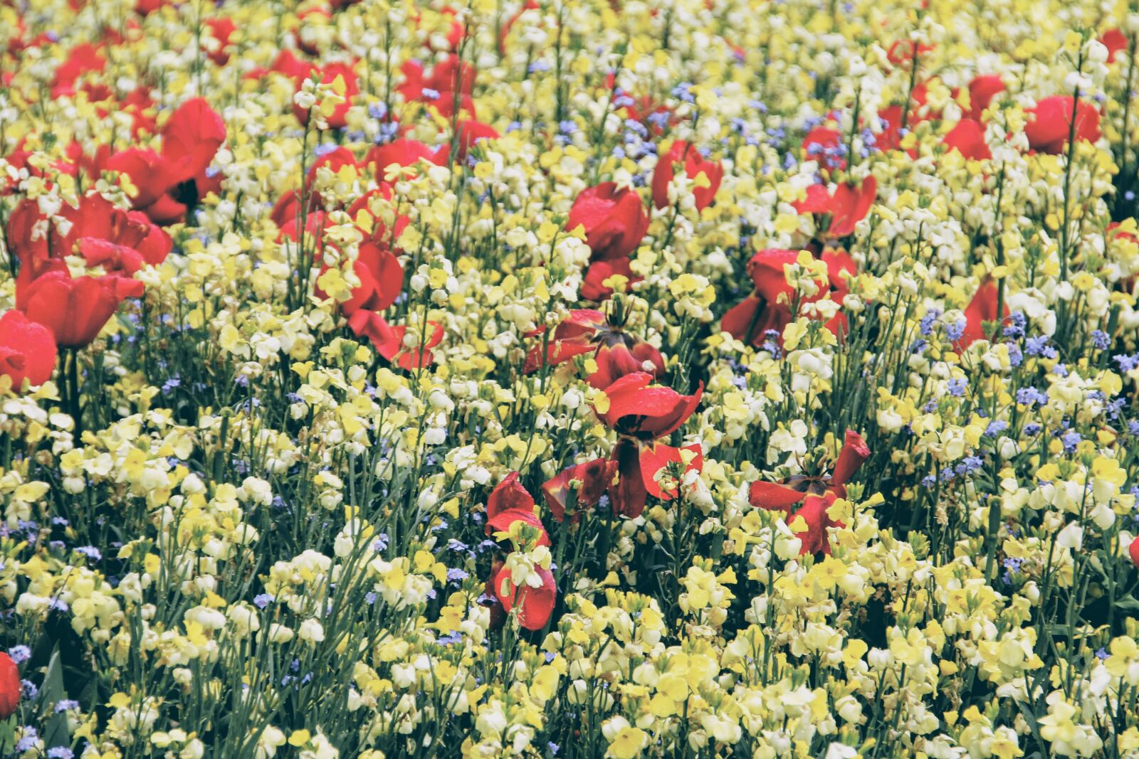 Canon EOS 60D sample photo. London, meadow, england photography
