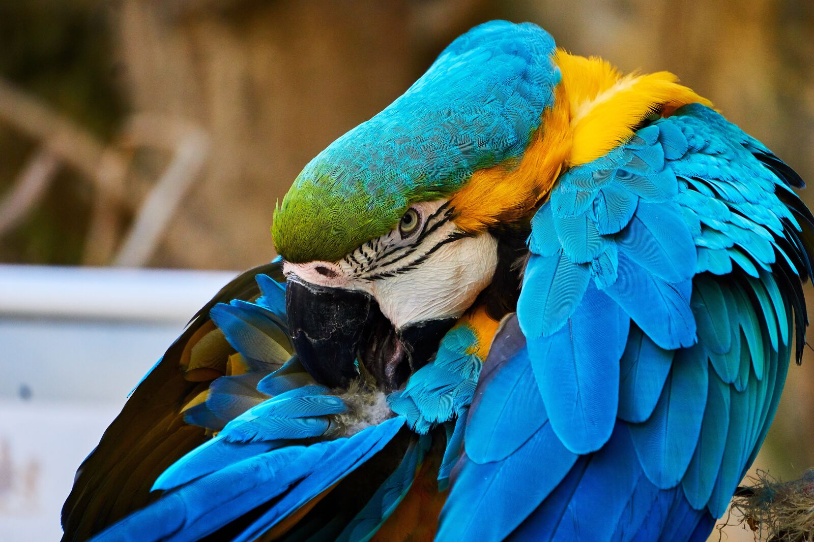 Sony E 55-210mm F4.5-6.3 OSS sample photo. Bird, parrot, feather photography