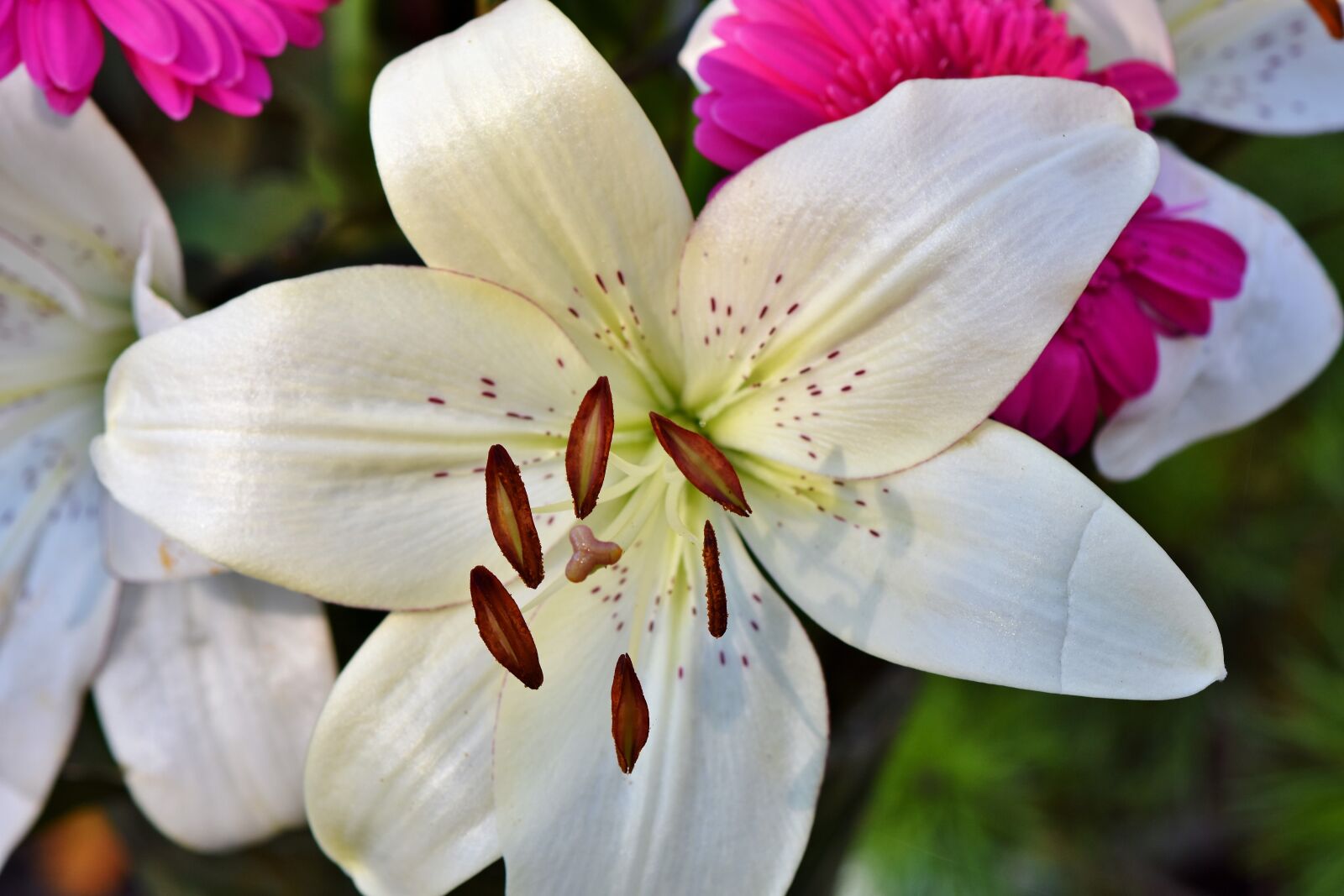 Nikon D7200 sample photo. Lily, blossom, bloom photography