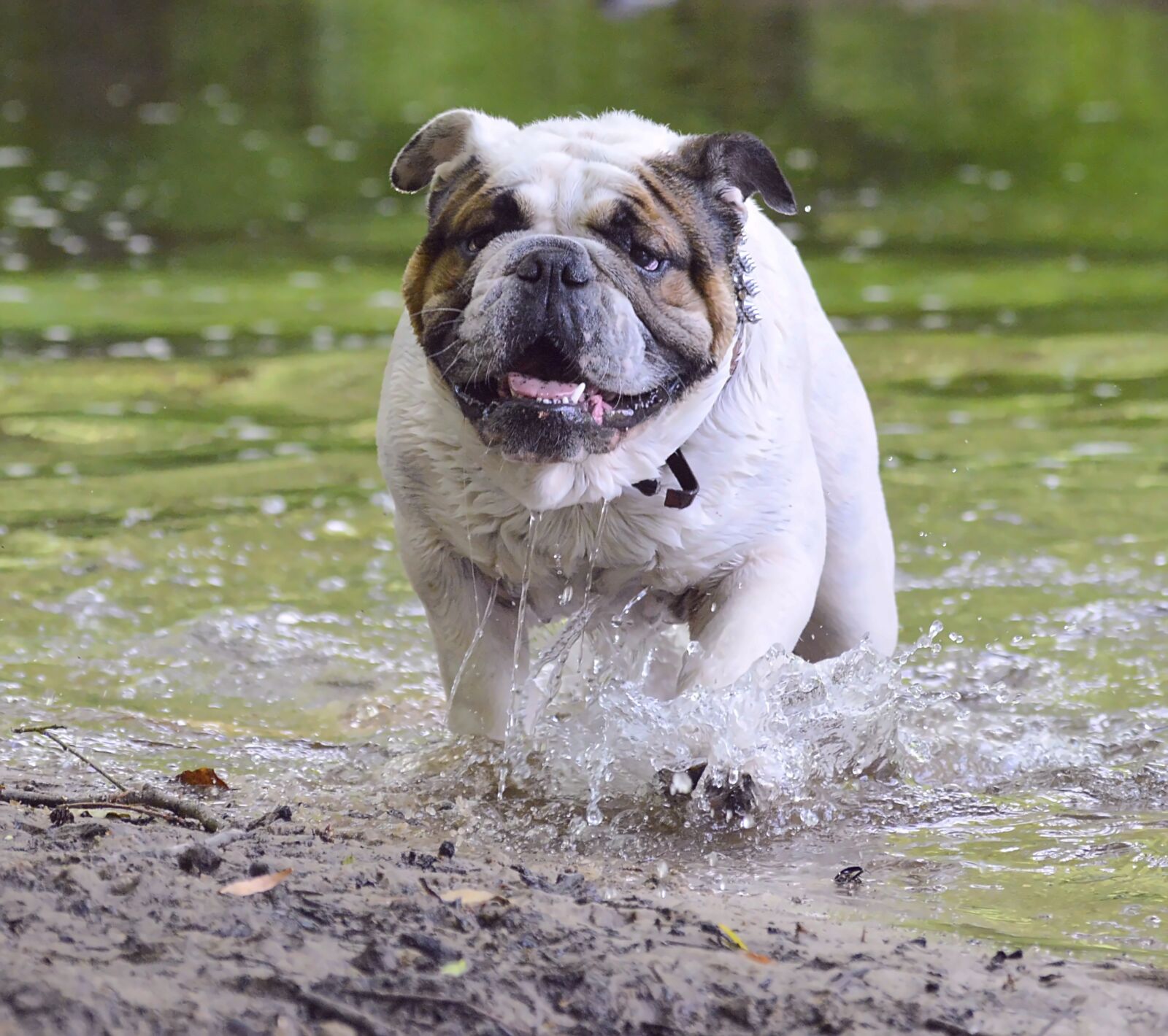 Nikon D3200 sample photo. Bulldog, dog, family photography