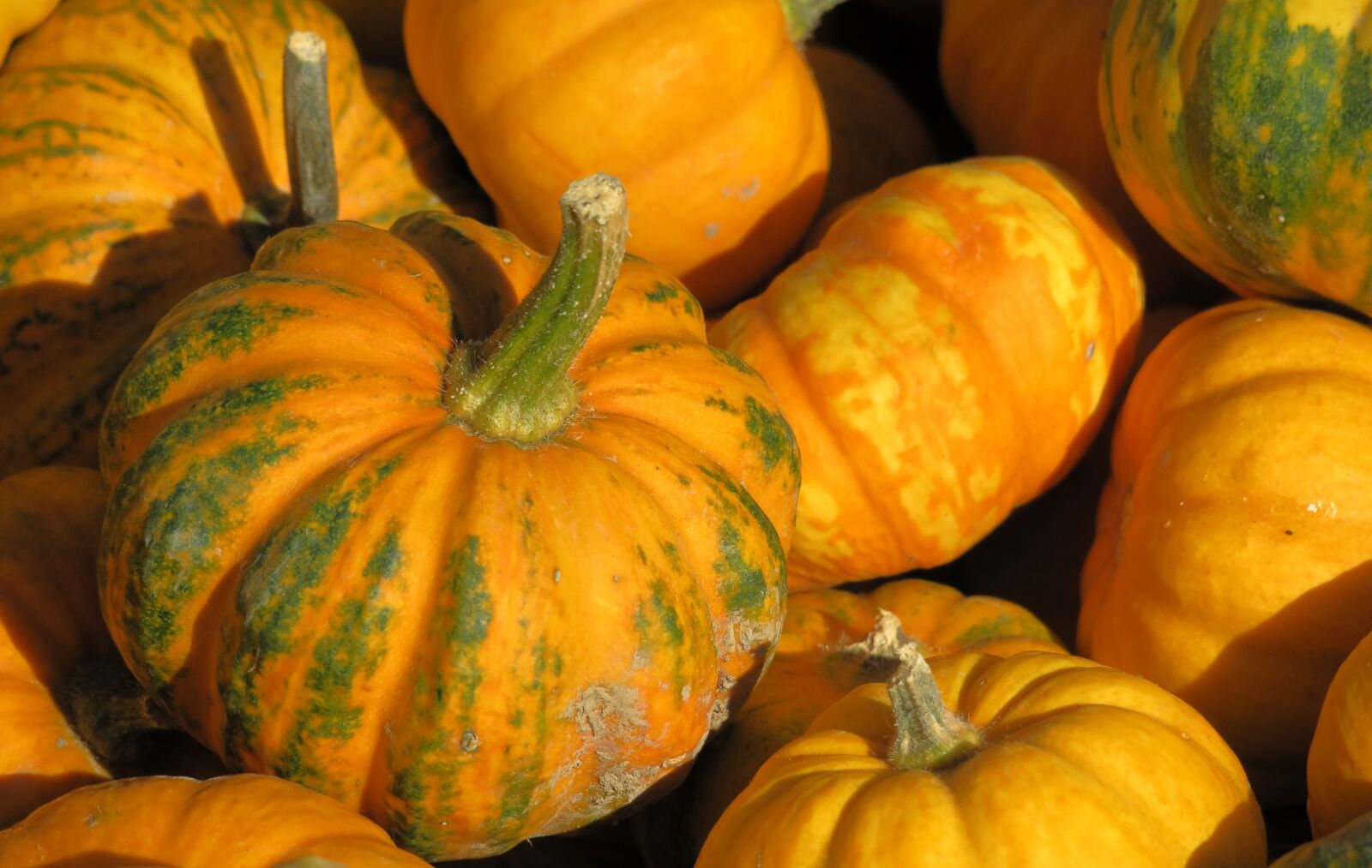 Canon PowerShot G3 X sample photo. Pumpkin, yellow, autumn photography