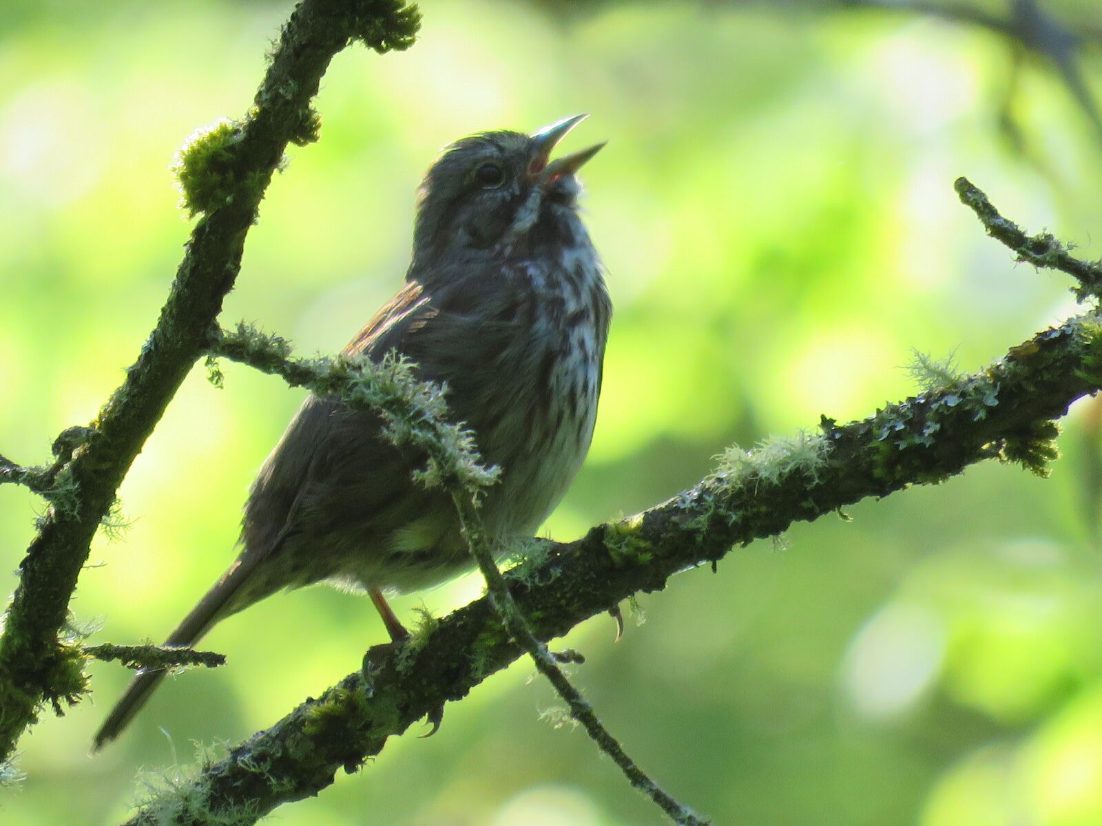 Canon PowerShot SX60 HS sample photo. Song sparrow, bird, sparrow photography