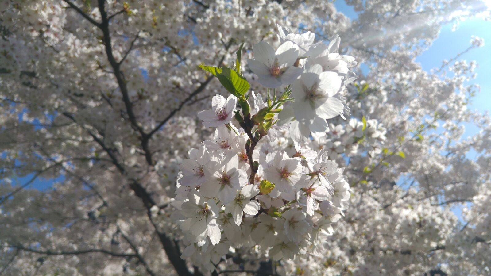 LG G4 sample photo. Spring, flowers, nature photography