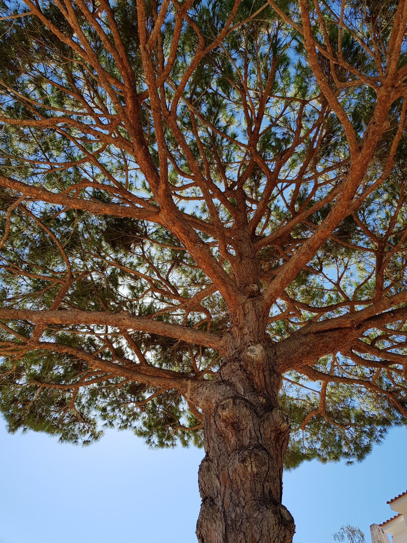 Samsung Galaxy S8 sample photo. Tree, nature, dappled photography
