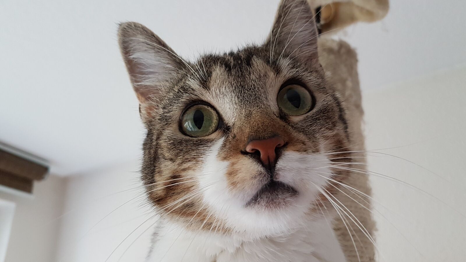 Samsung Galaxy S7 sample photo. Cat, animal, pet photography