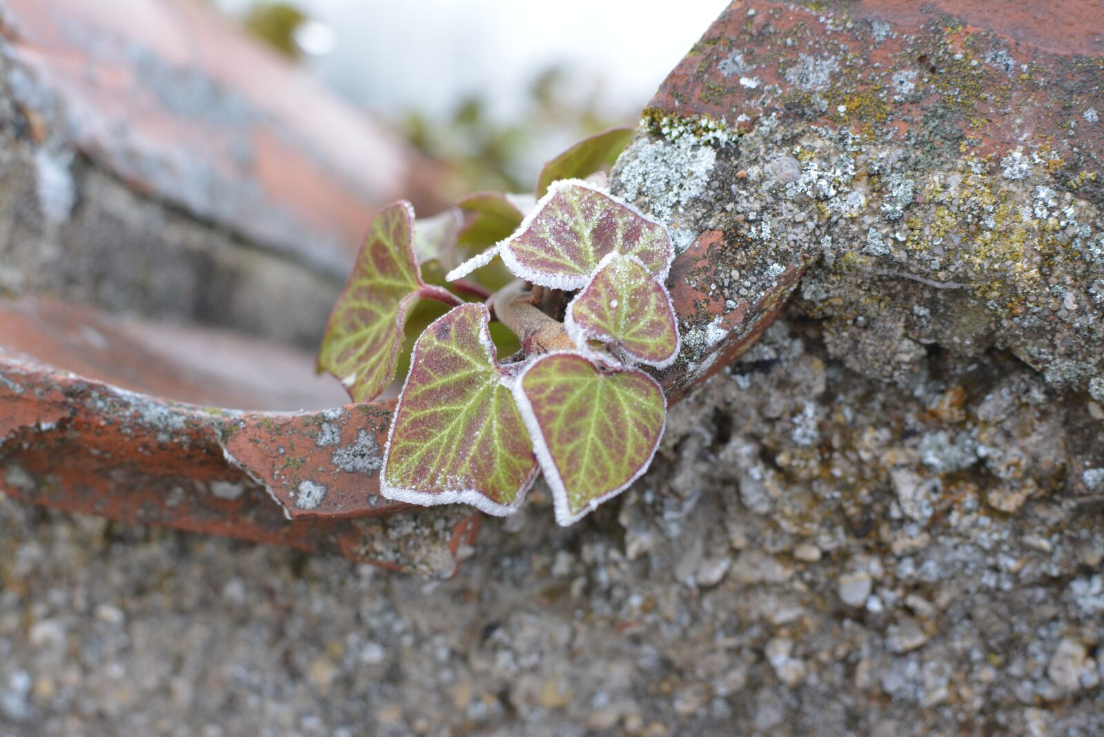 Nikon D5200 sample photo. Ivy, winter, cold photography