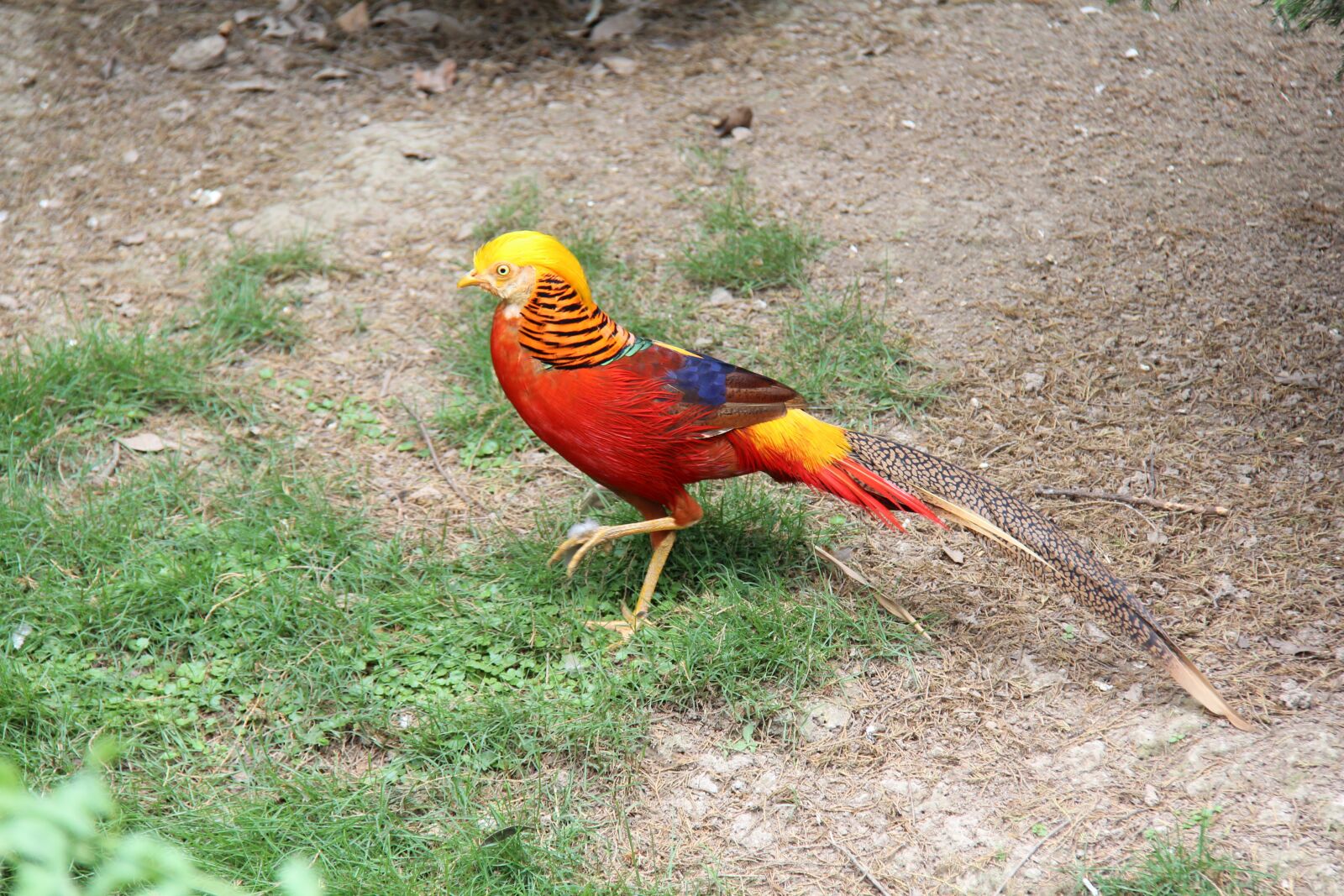 Canon EOS 600D (Rebel EOS T3i / EOS Kiss X5) + Canon EF-S 18-200mm F3.5-5.6 IS sample photo. Bird, the wild, summer photography