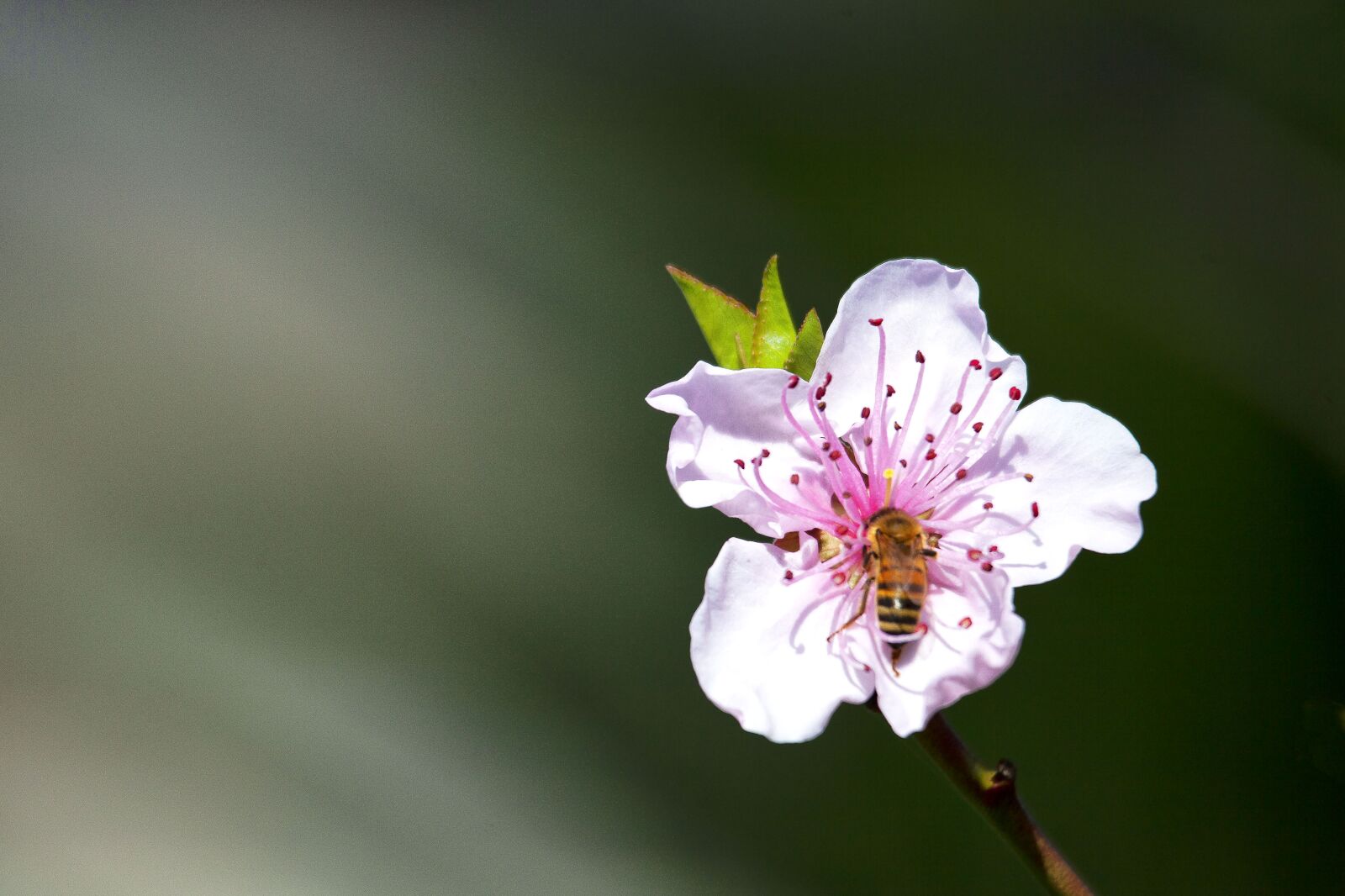 Canon EOS 5D Mark II sample photo. Flower, bee, insect photography