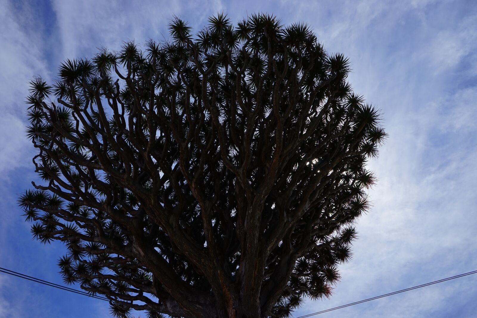 Sony a7 + Sony FE 28-70mm F3.5-5.6 OSS sample photo. Canary island dragon tree photography