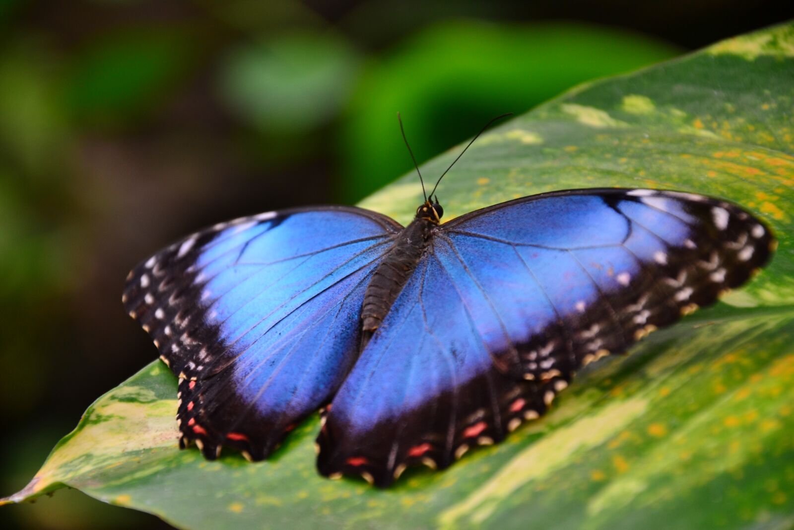 Nikon D3100 sample photo. Butterfly, blue, nature photography