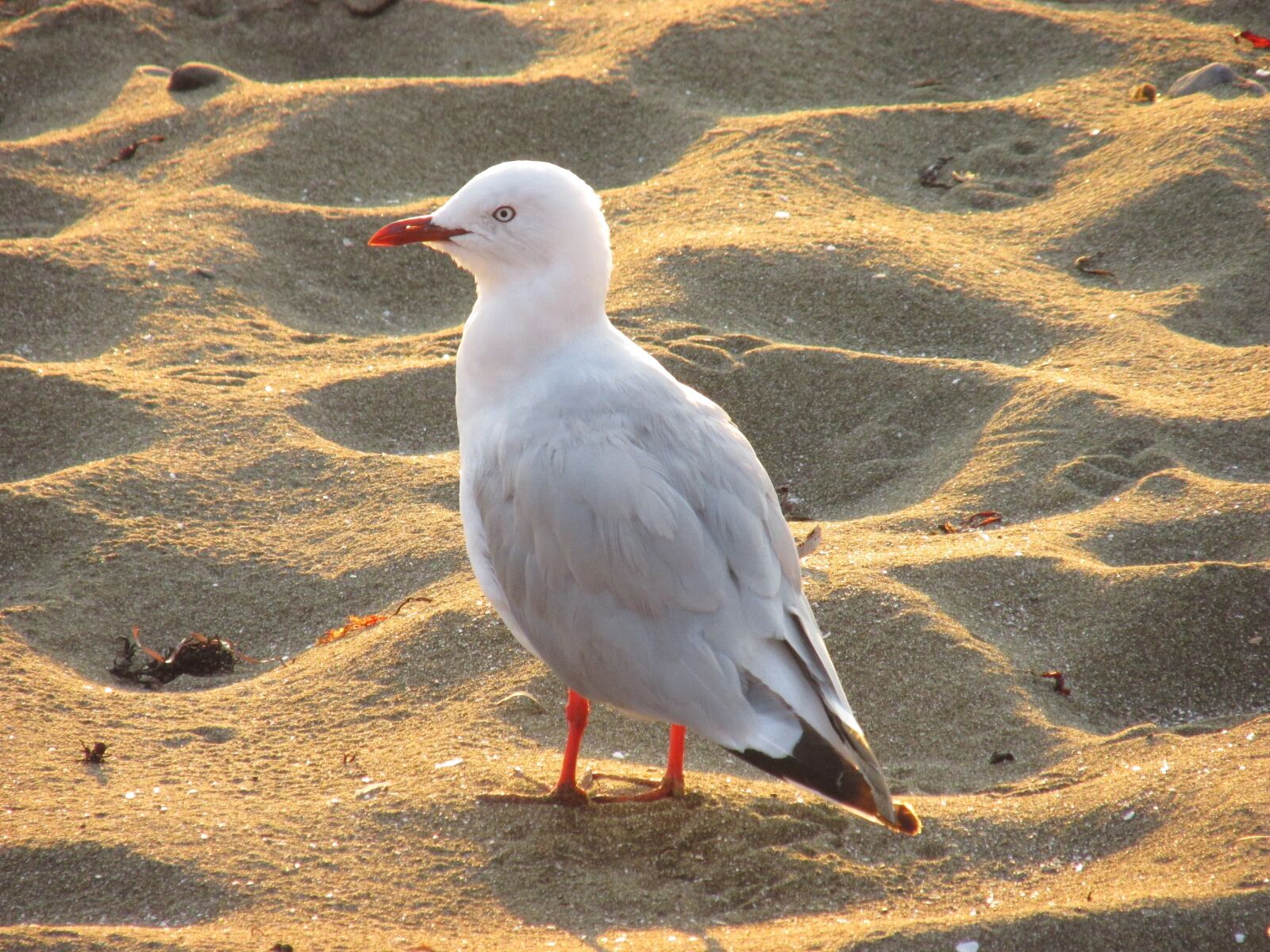 Canon PowerShot SX170 IS sample photo. Beach, seagulls, birds photography