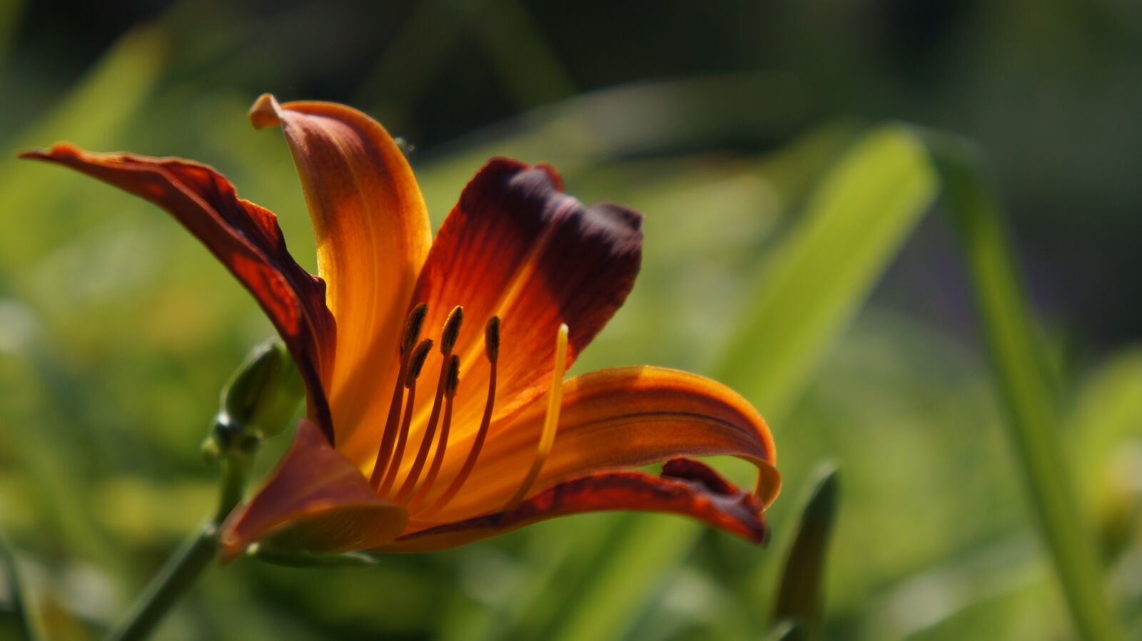 Sony Alpha NEX-5N sample photo. Flower, macro, nature photography
