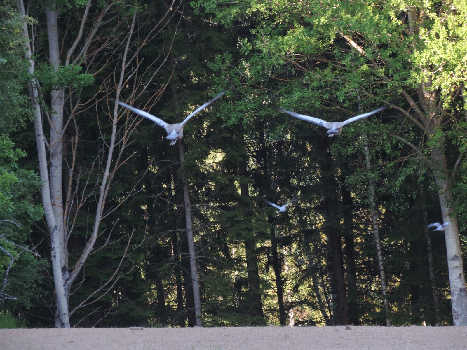 Nikon Coolpix P520 sample photo. Cranes, pigeons, nature photography