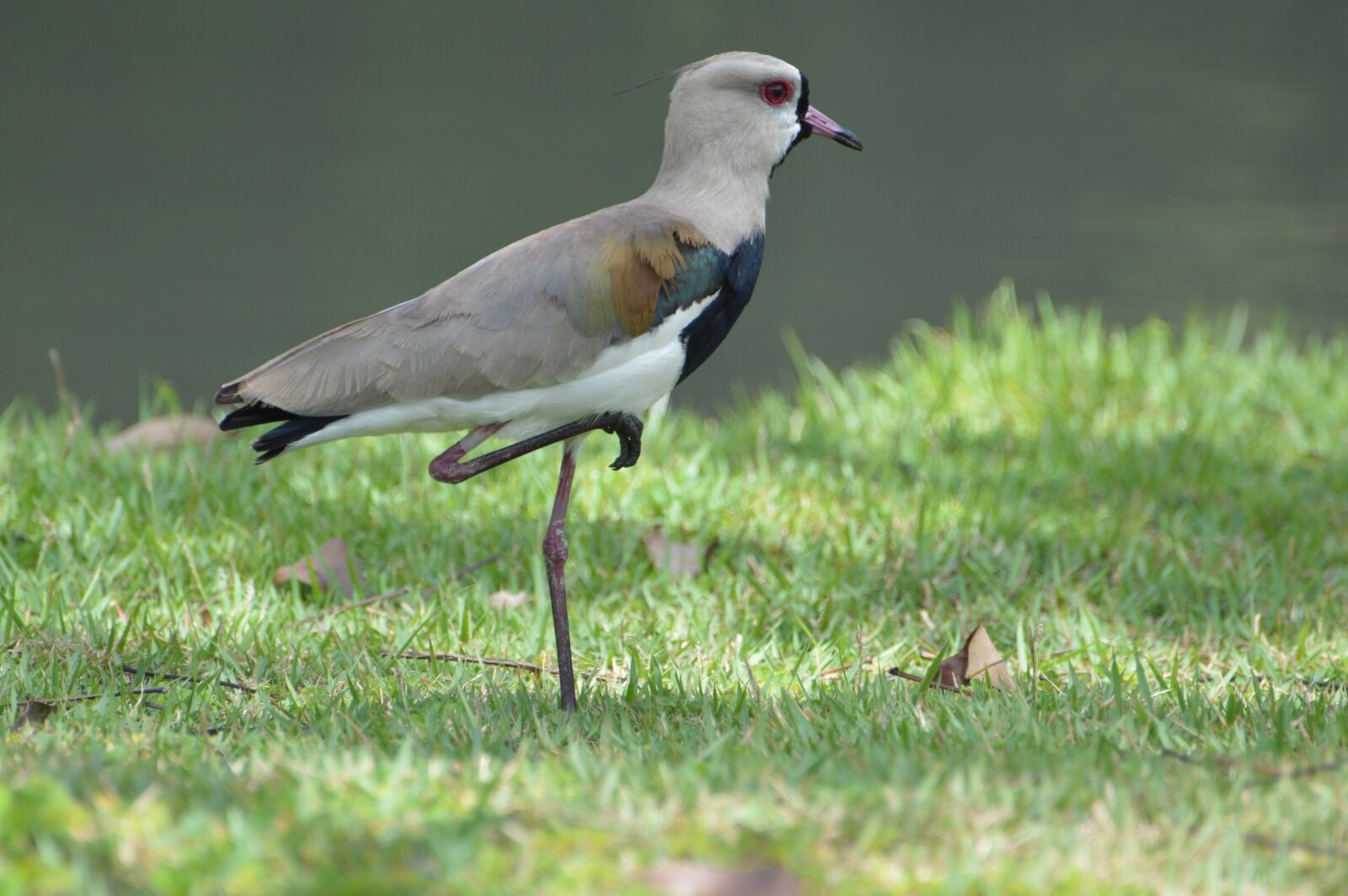 Nikon D3200 sample photo. Bird, animal, plumage photography