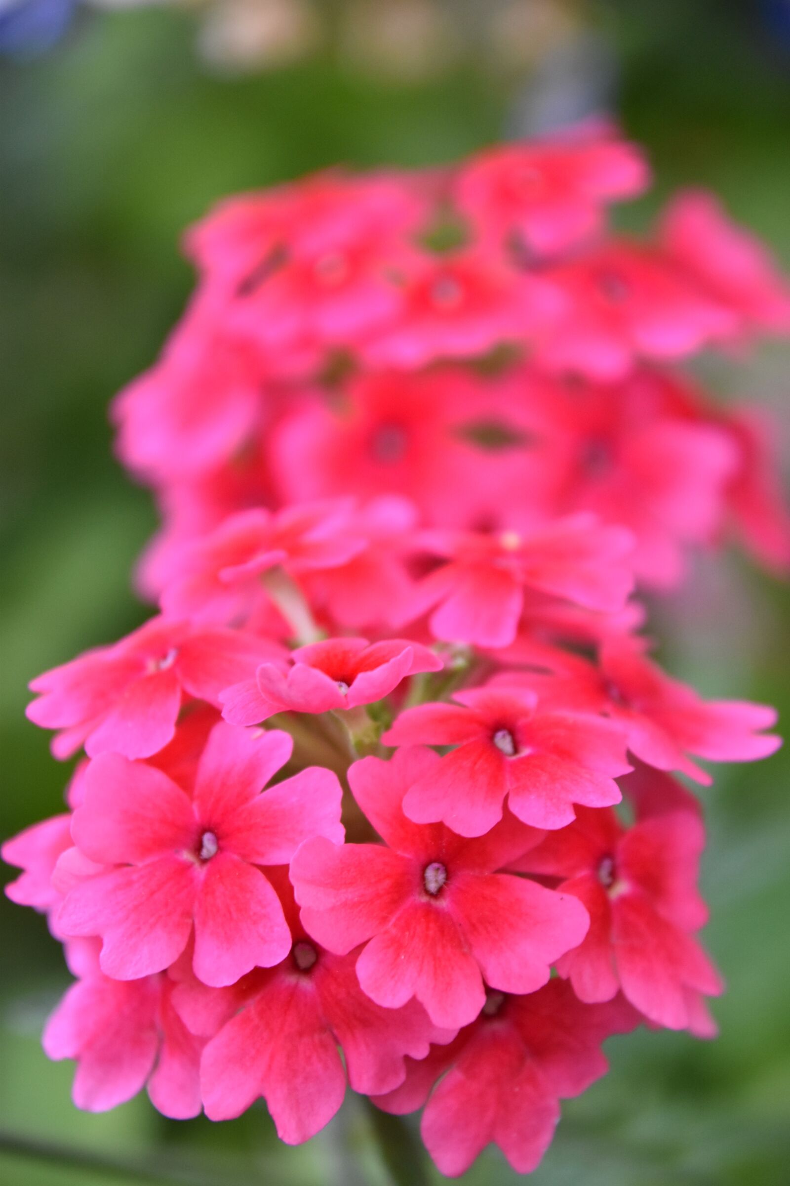 Nikon D5600 sample photo. Flowers, roses, summer flowers photography