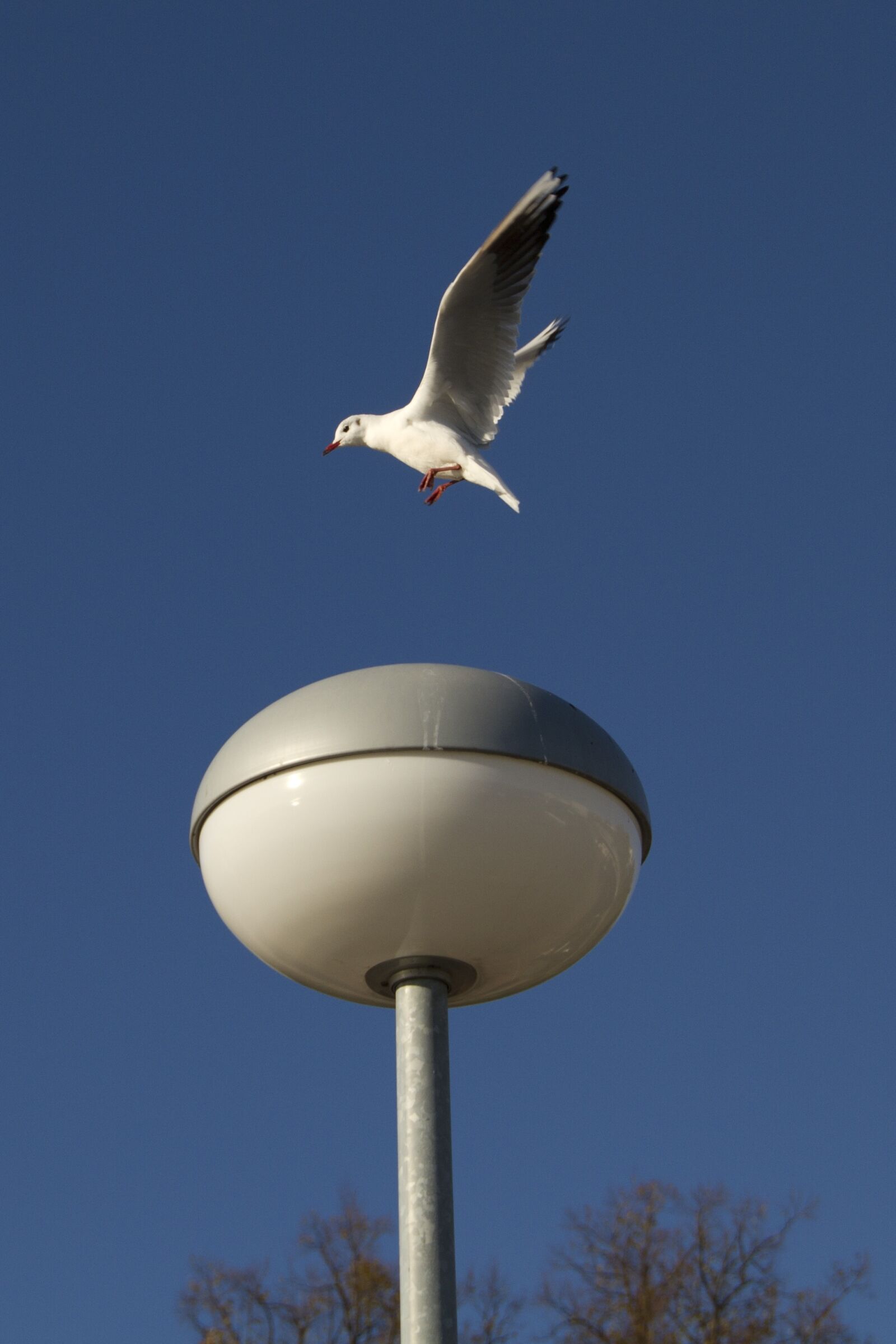 Canon EOS 7D sample photo. Baltic sea, seagull, north photography