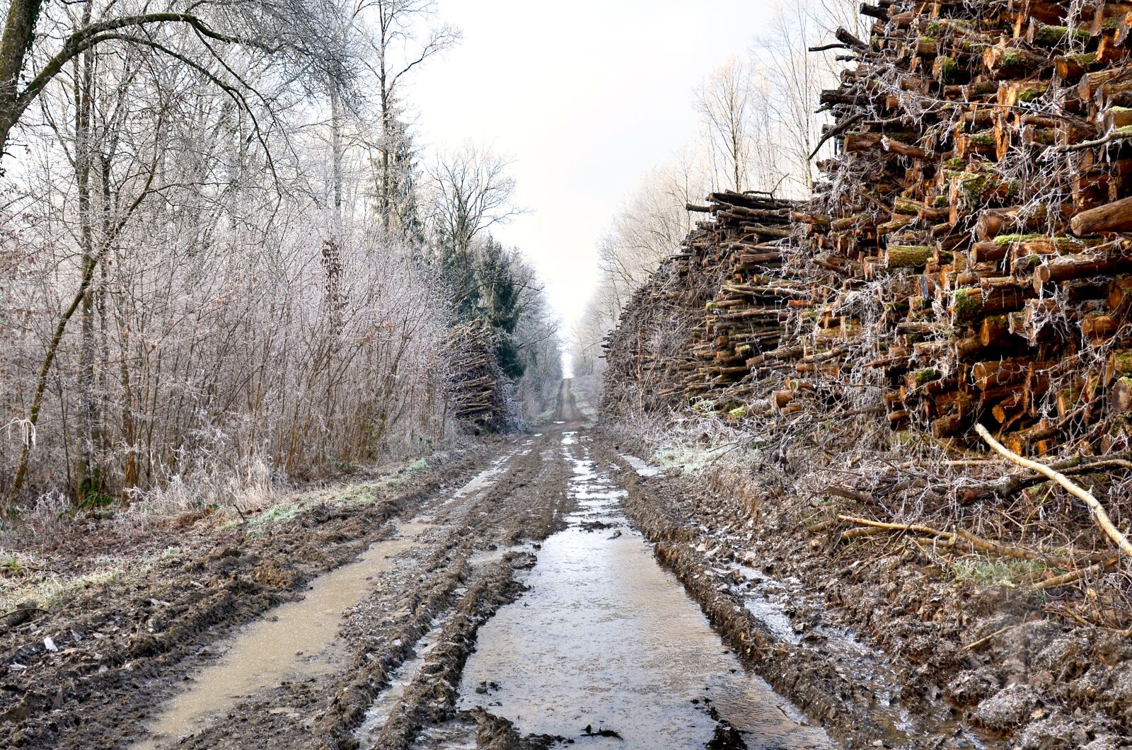 Nikon D5100 sample photo. Wood, forest, logs photography