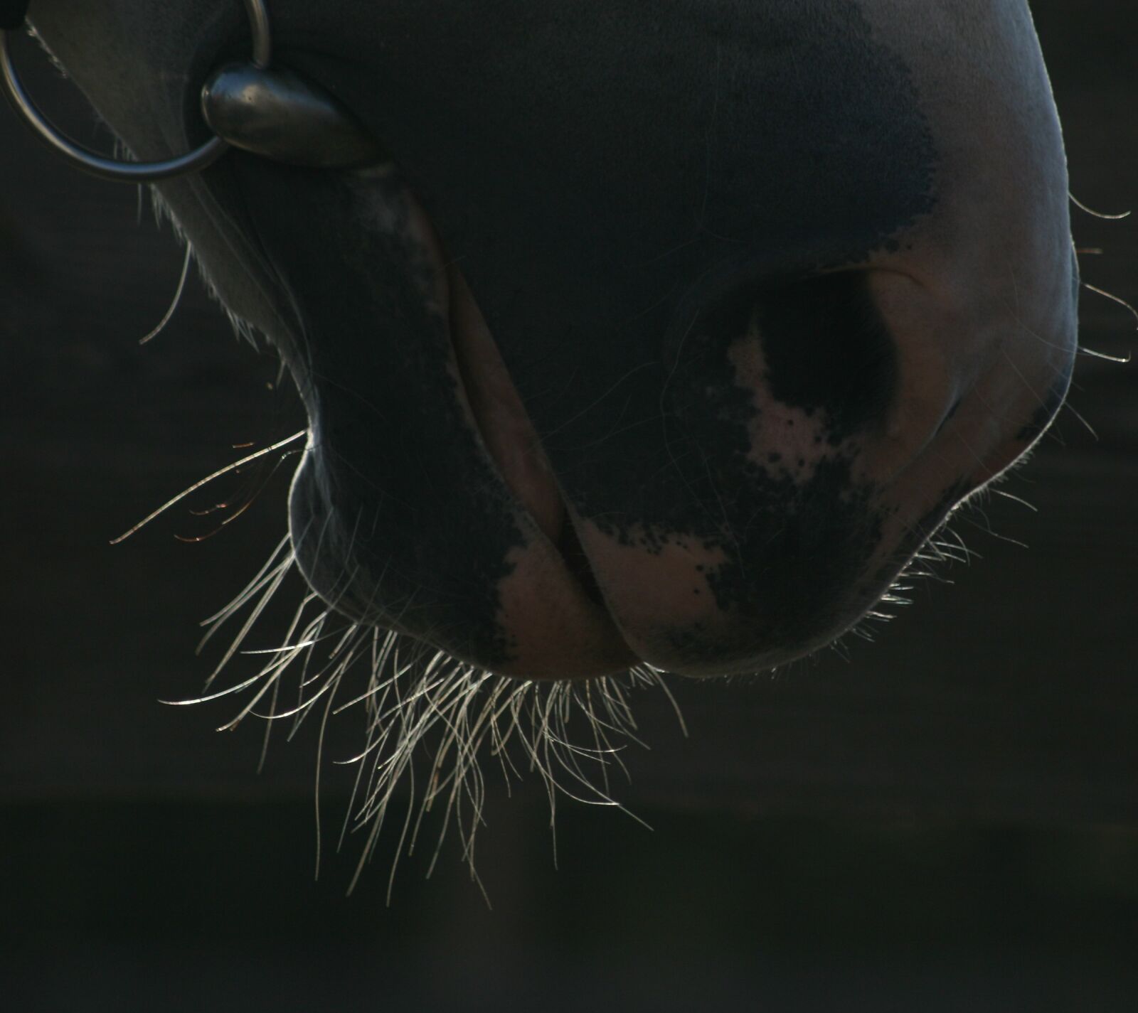 Canon EOS 400D (EOS Digital Rebel XTi / EOS Kiss Digital X) sample photo. The horse, snout, horse photography