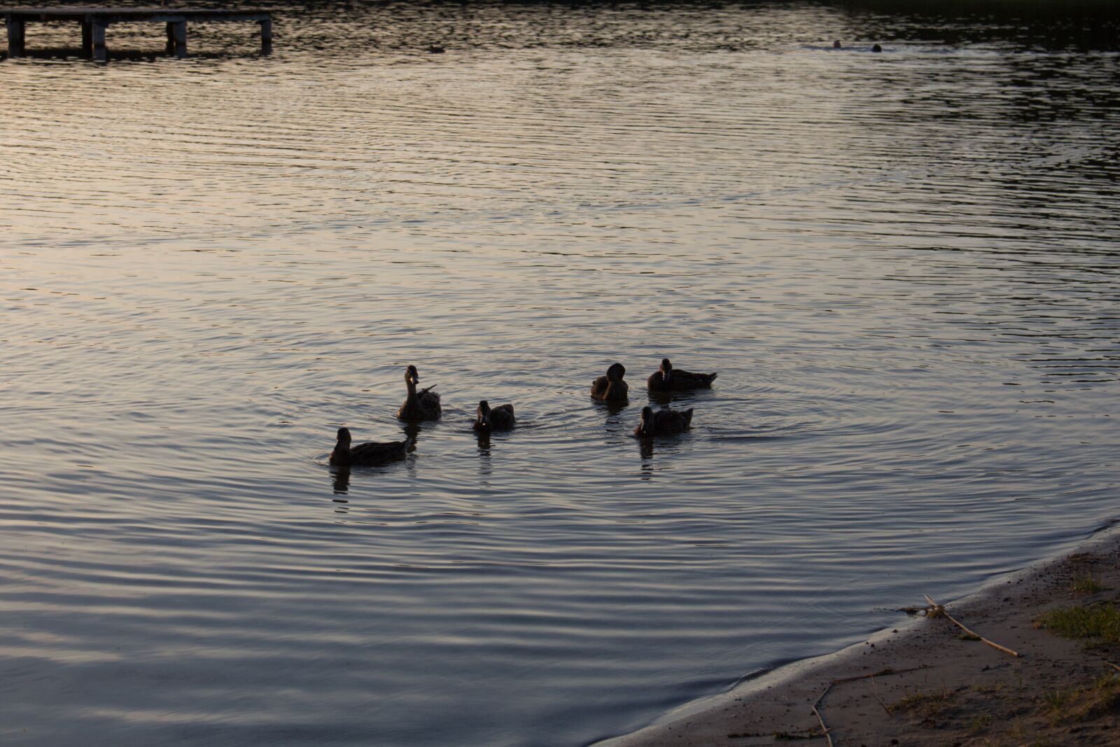 Canon EOS 700D (EOS Rebel T5i / EOS Kiss X7i) + Canon EF-S 18-55mm F3.5-5.6 IS STM sample photo. Lake, ducks, water photography