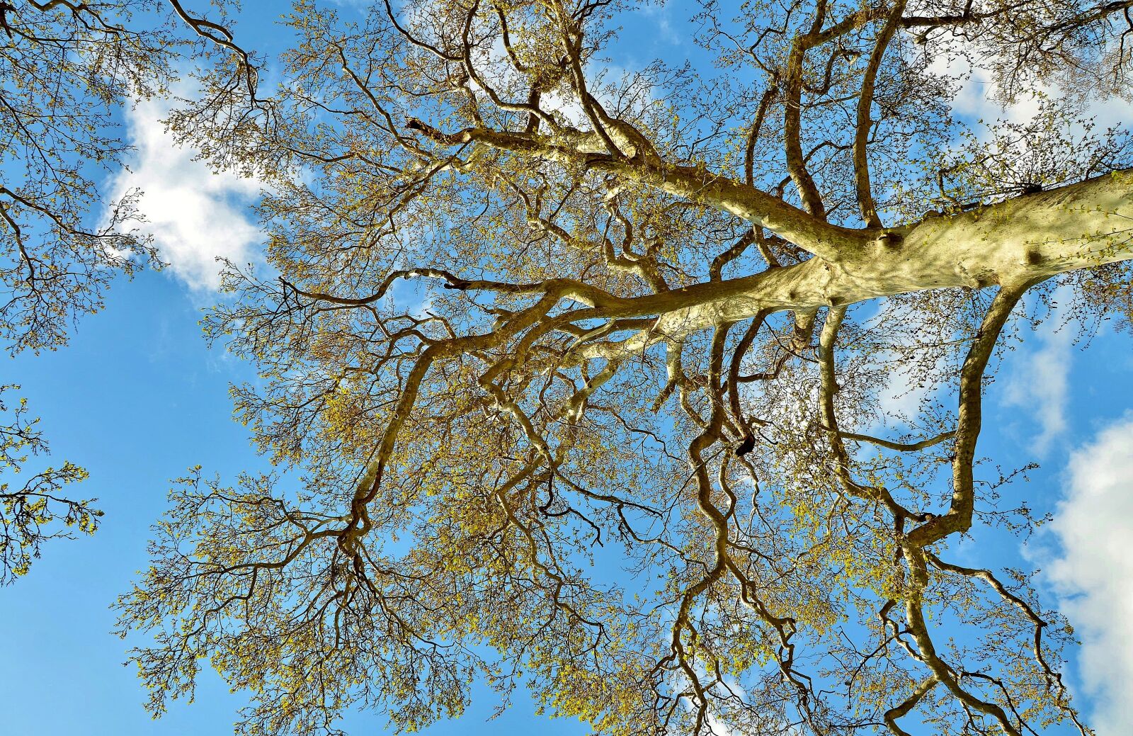 Nikon D7000 sample photo. Tree, landscape, nature photography